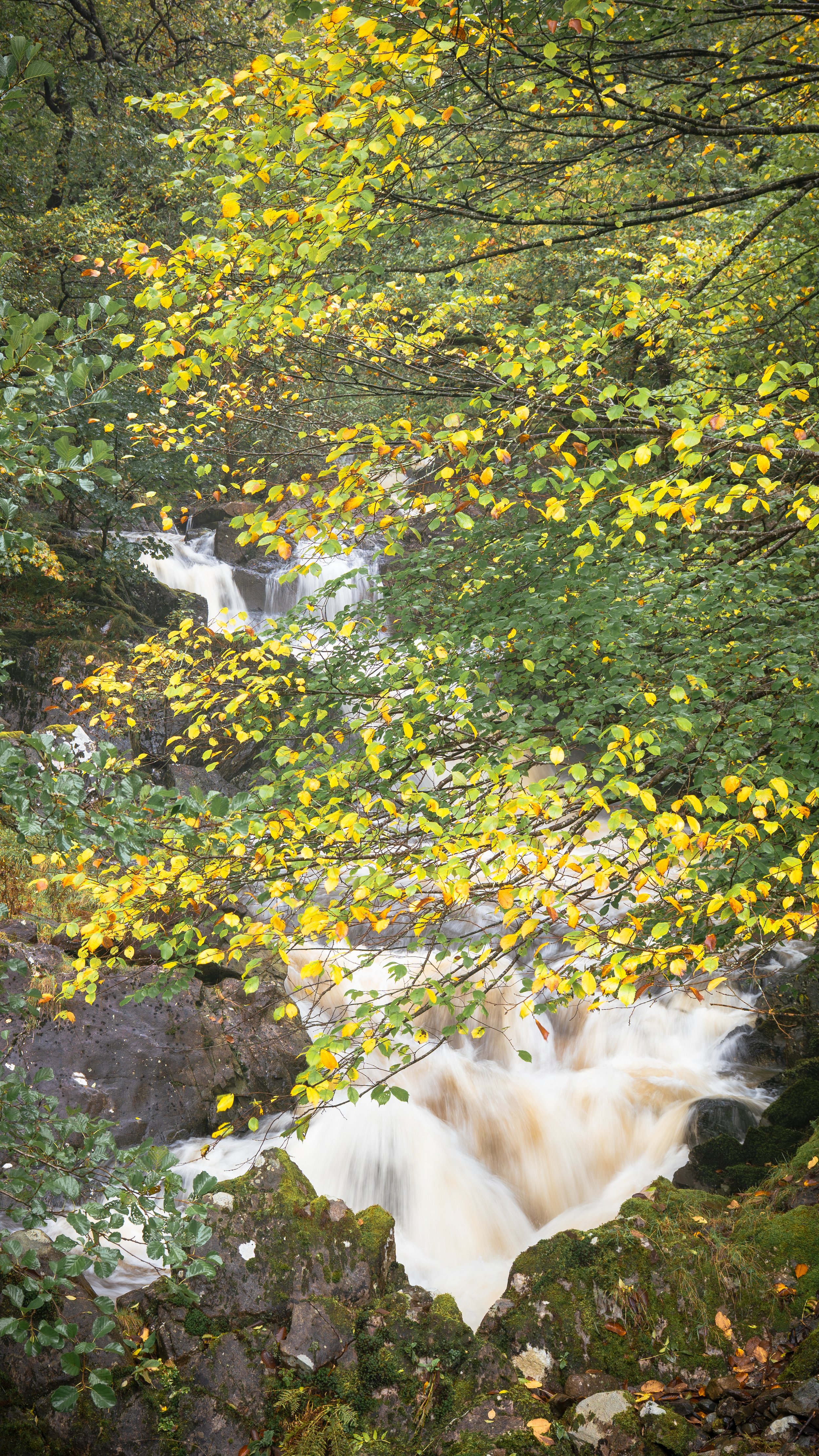 Turning Beech Leaves.jpg