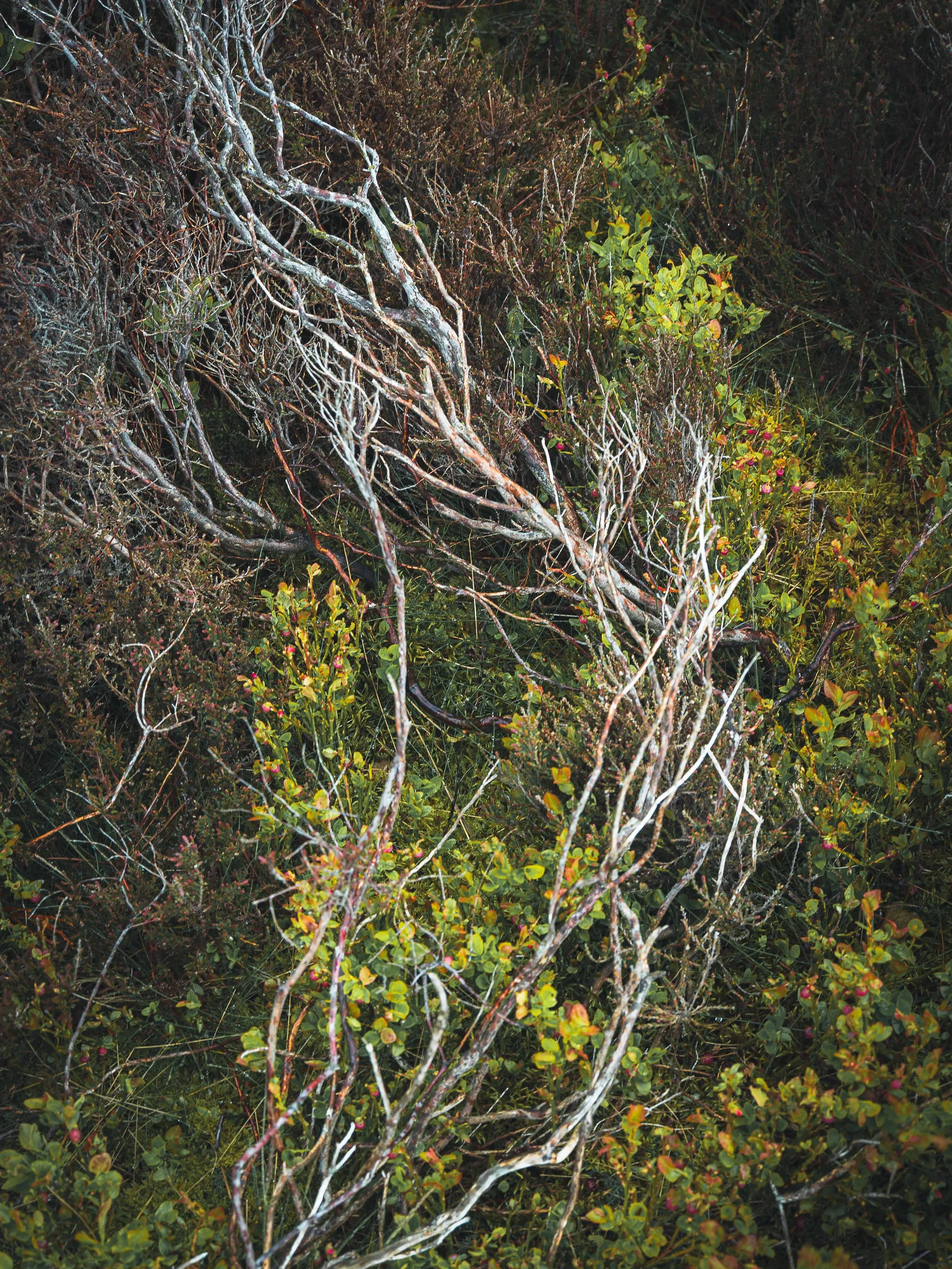 abstract and intimate landscapes-5.jpg