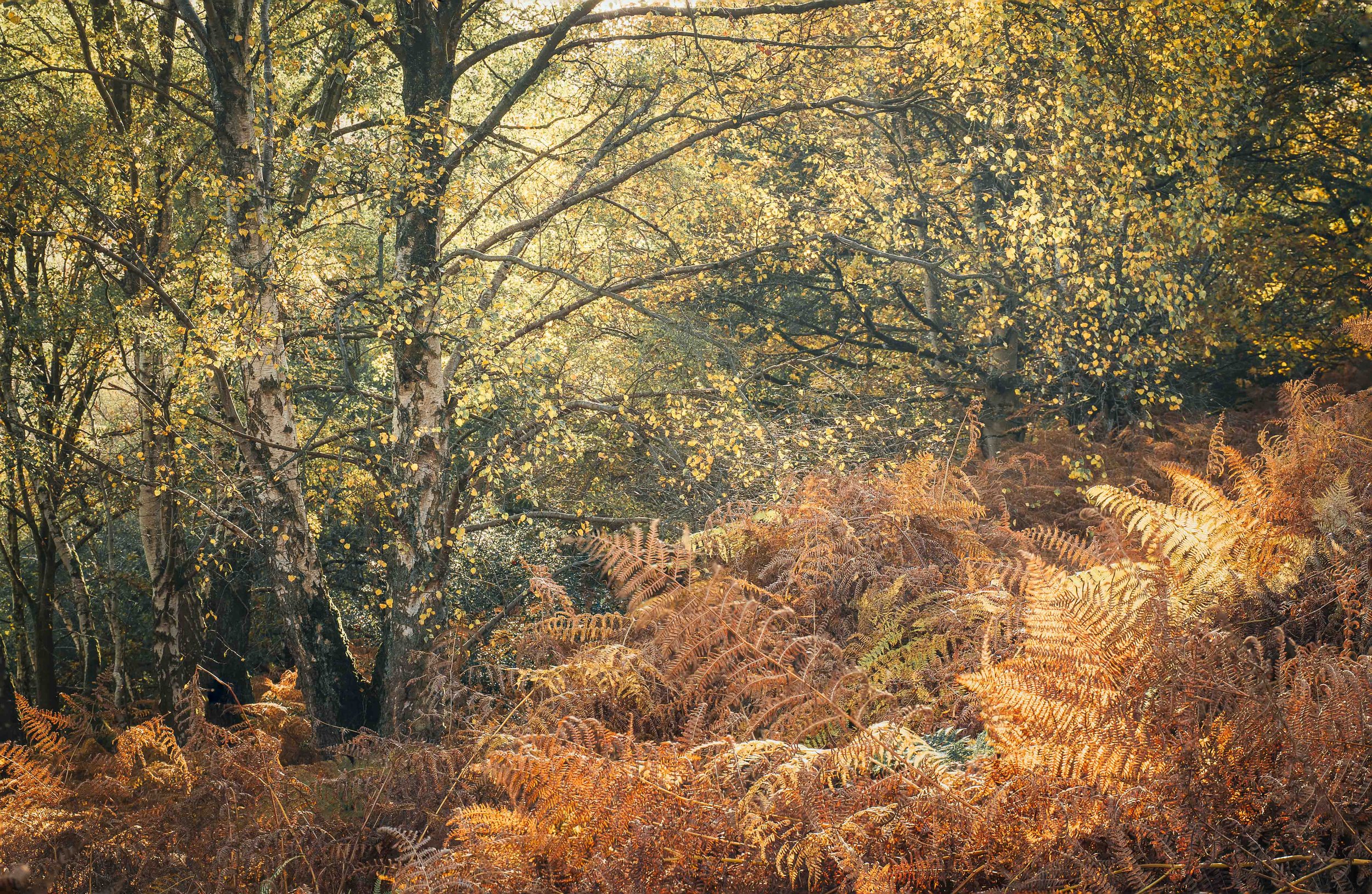 autumn texture-2.jpg