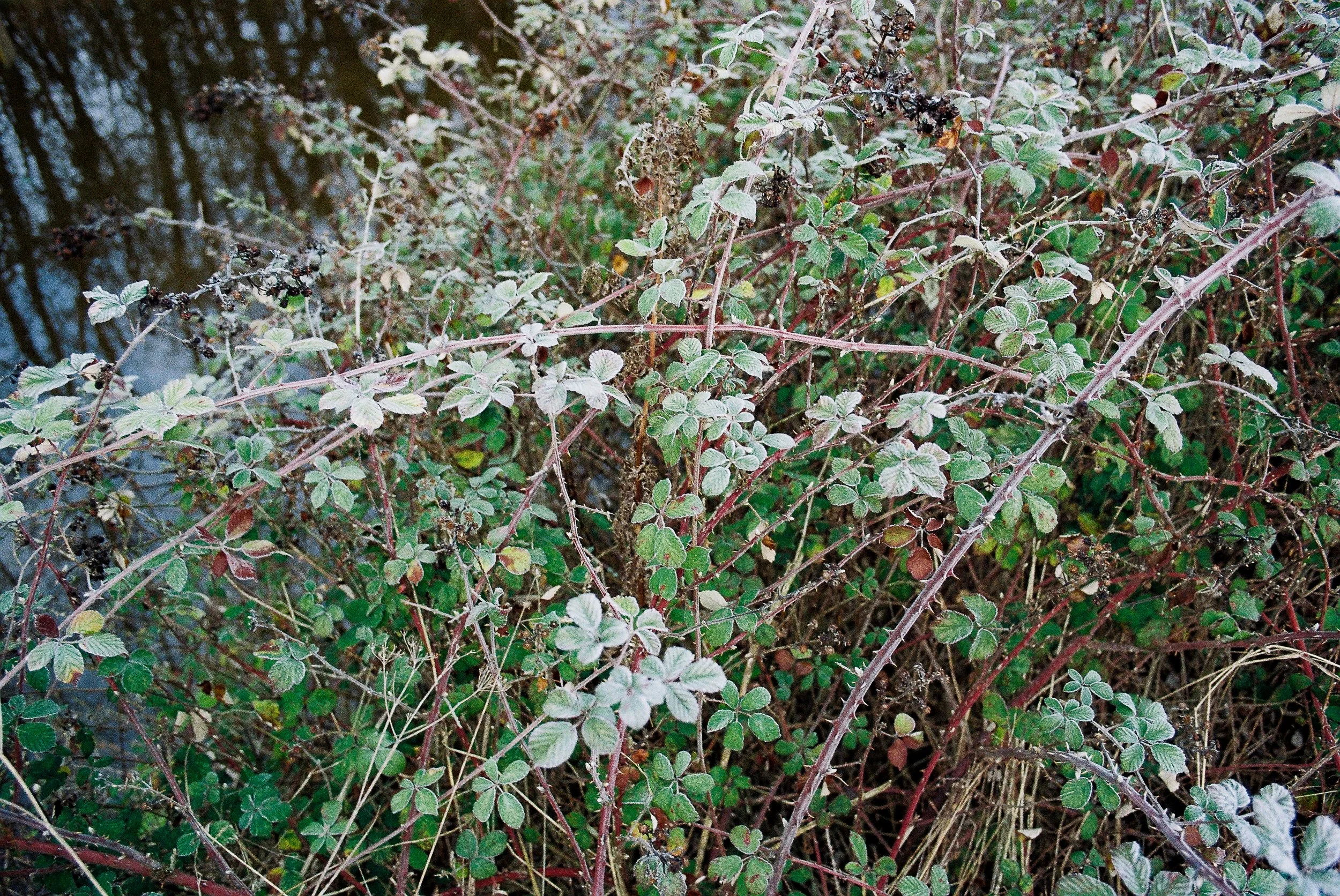 ColorPlus 200 February 2026.jpg