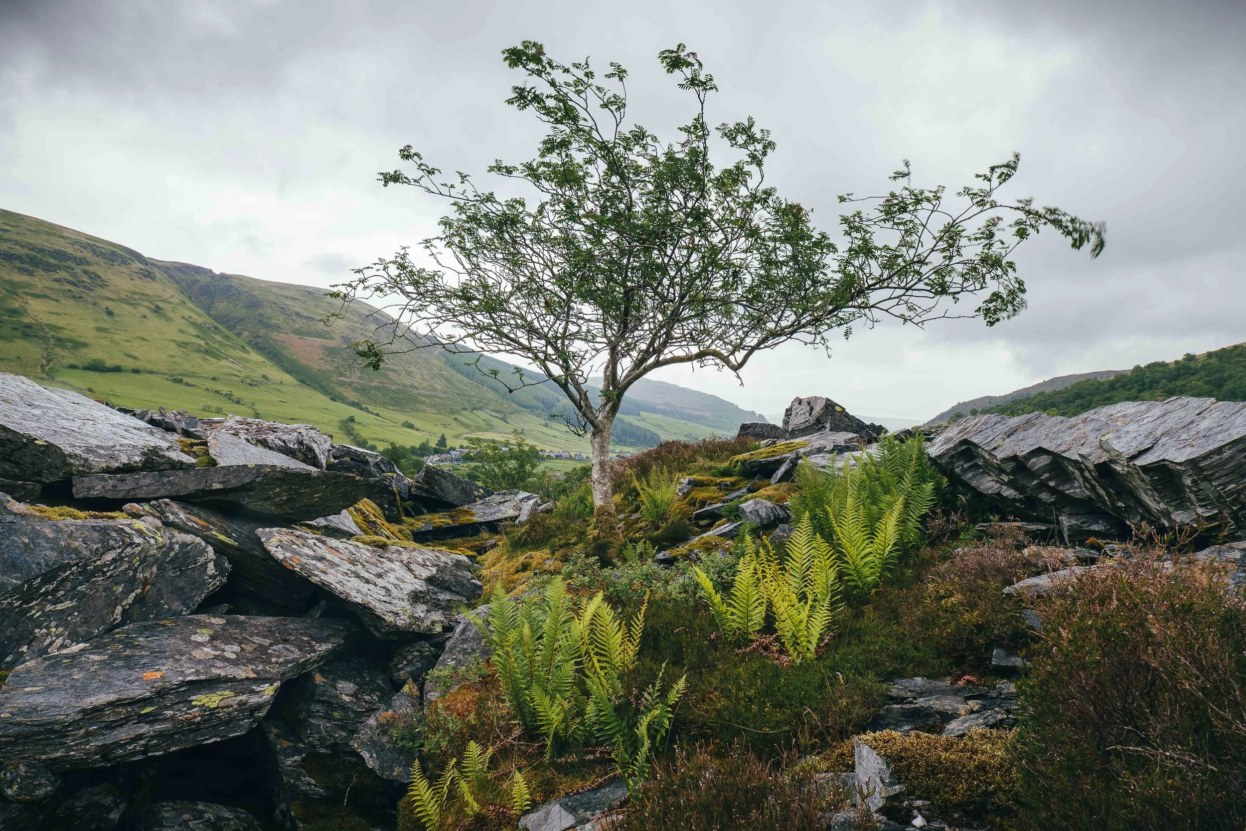 landscape gallery-3.jpg