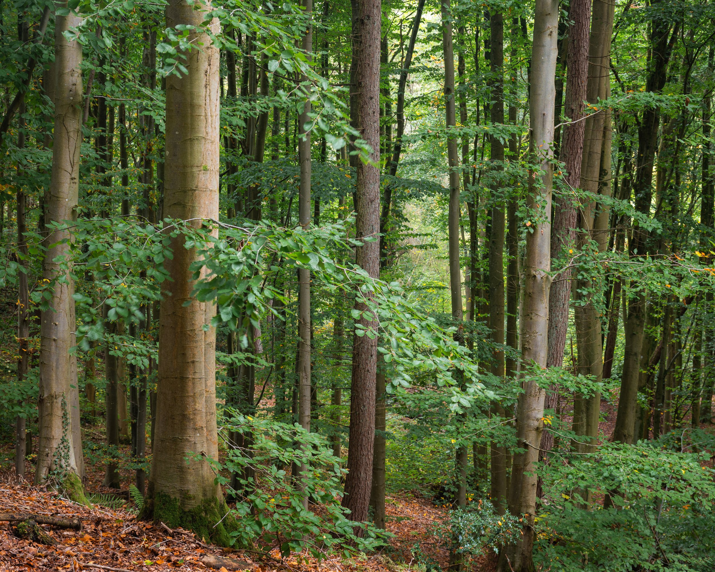 October Beeches.jpg