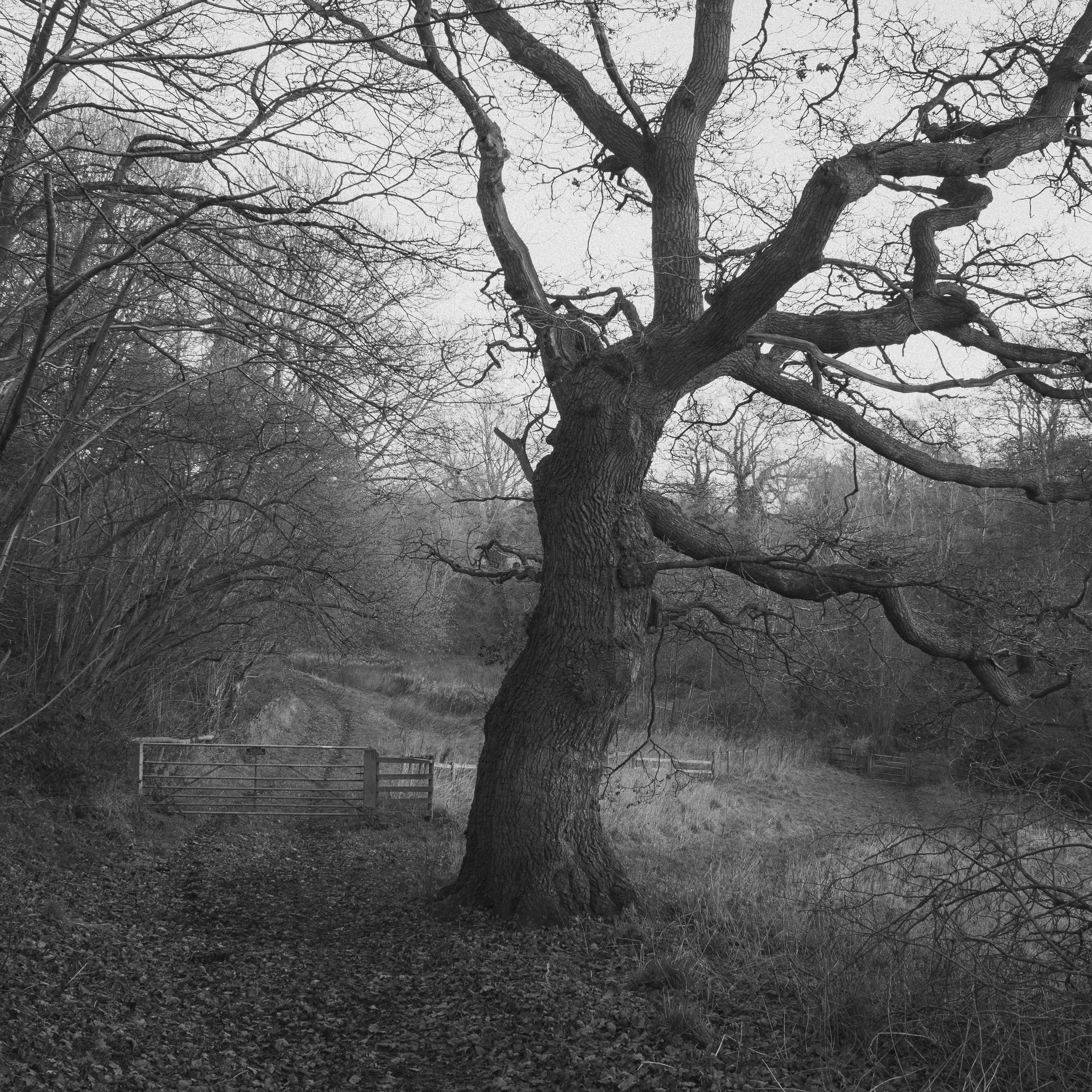 tree.jpg