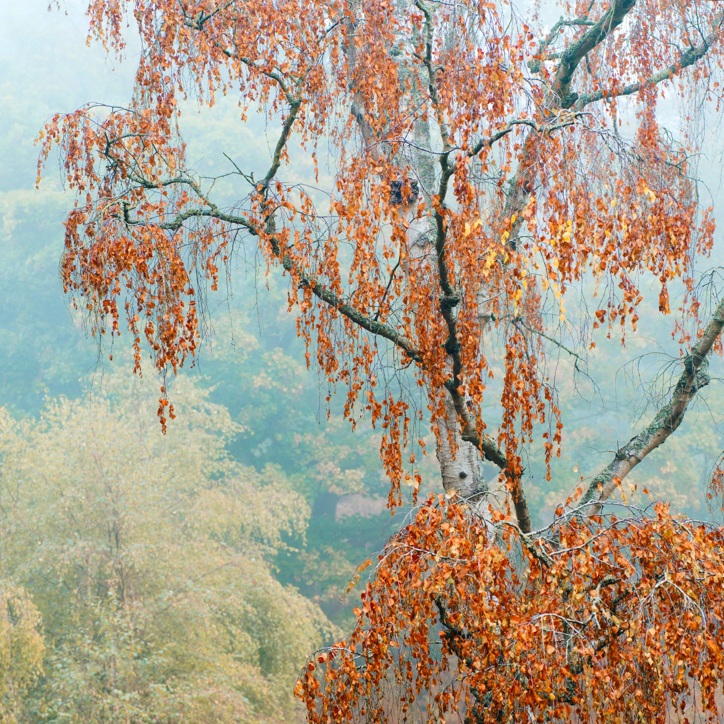 Birch Leaves Intimate.jpg
