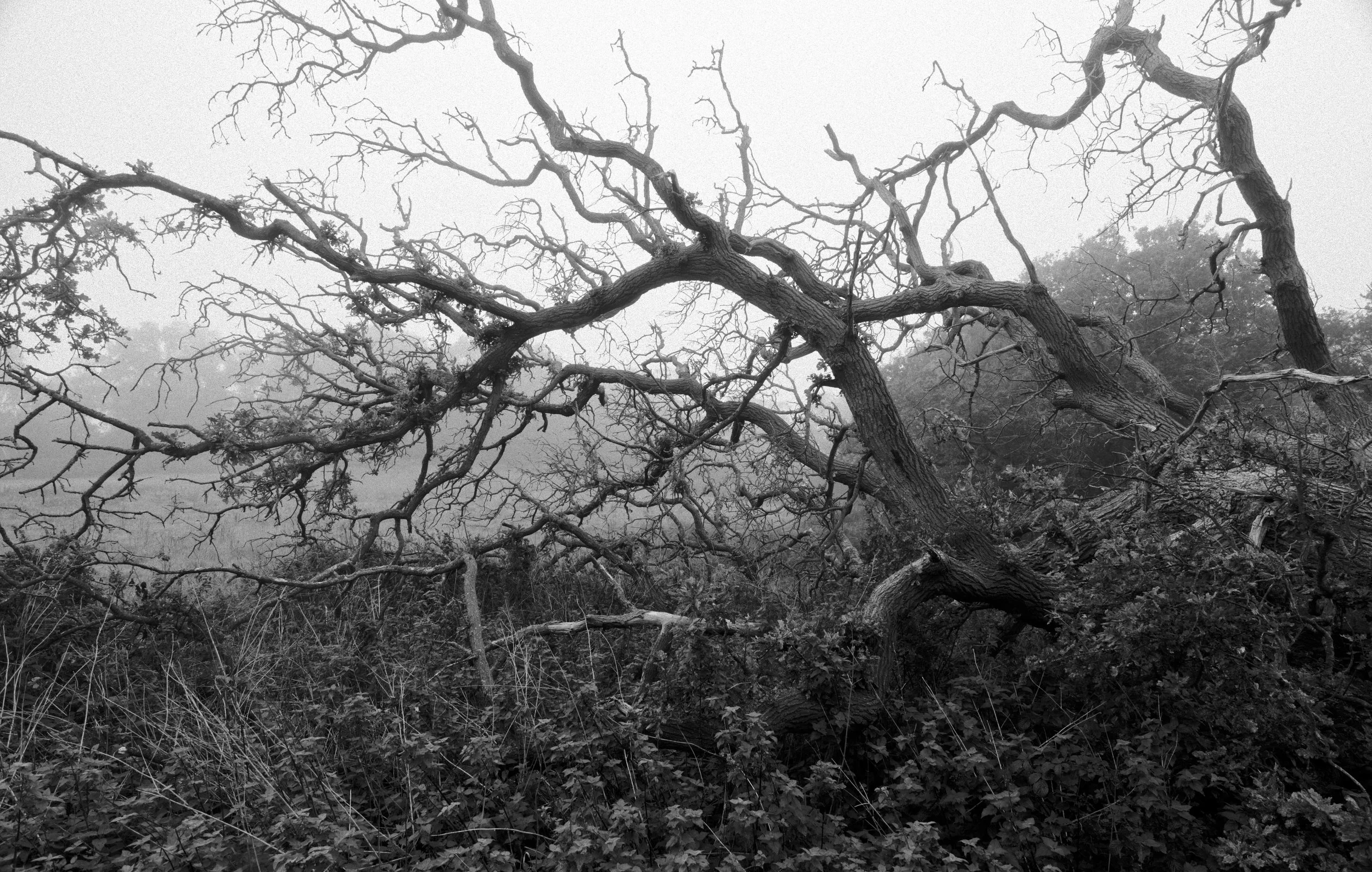 P1148914Borderlands.jpg