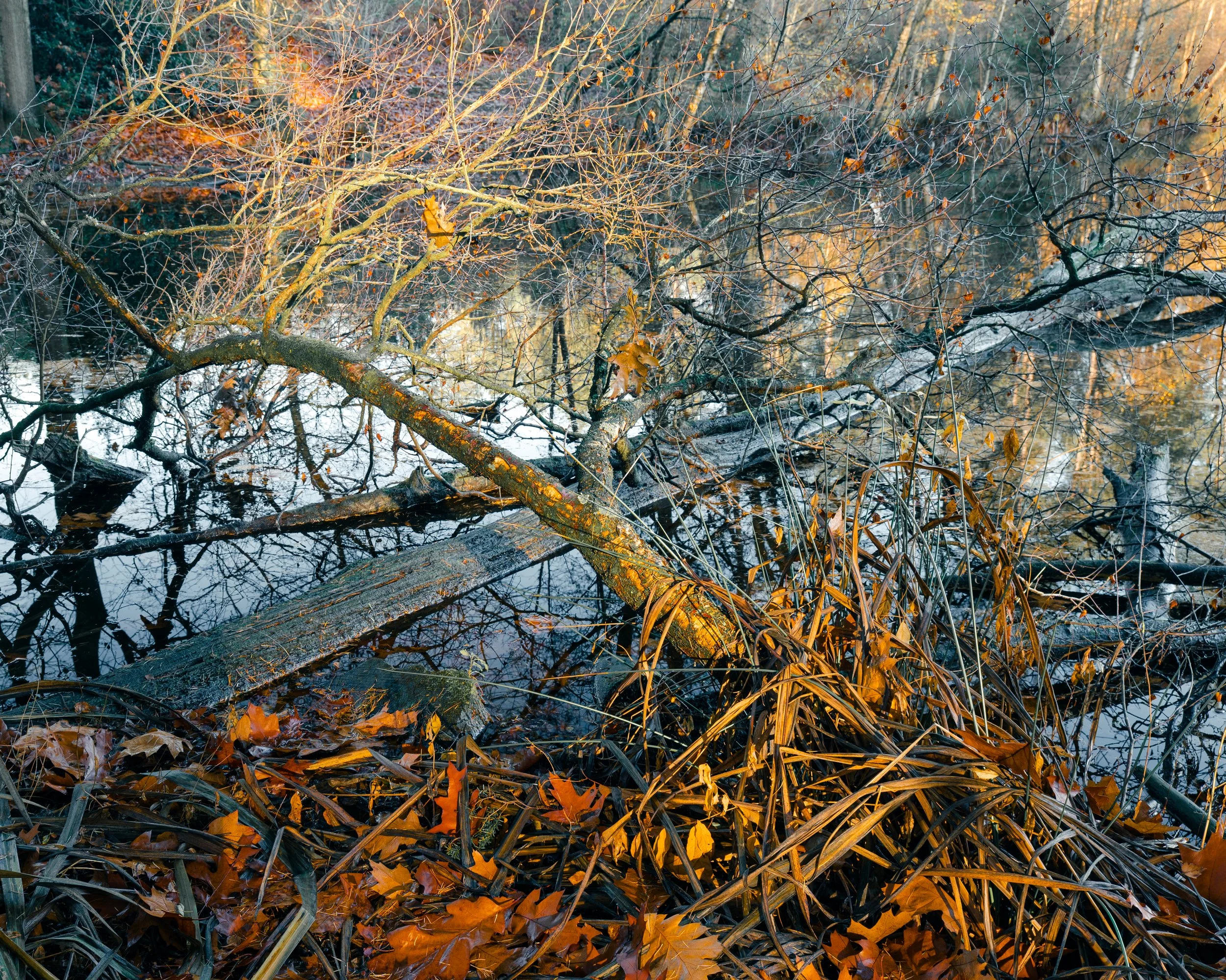 Dead Lake Winter Light.jpg