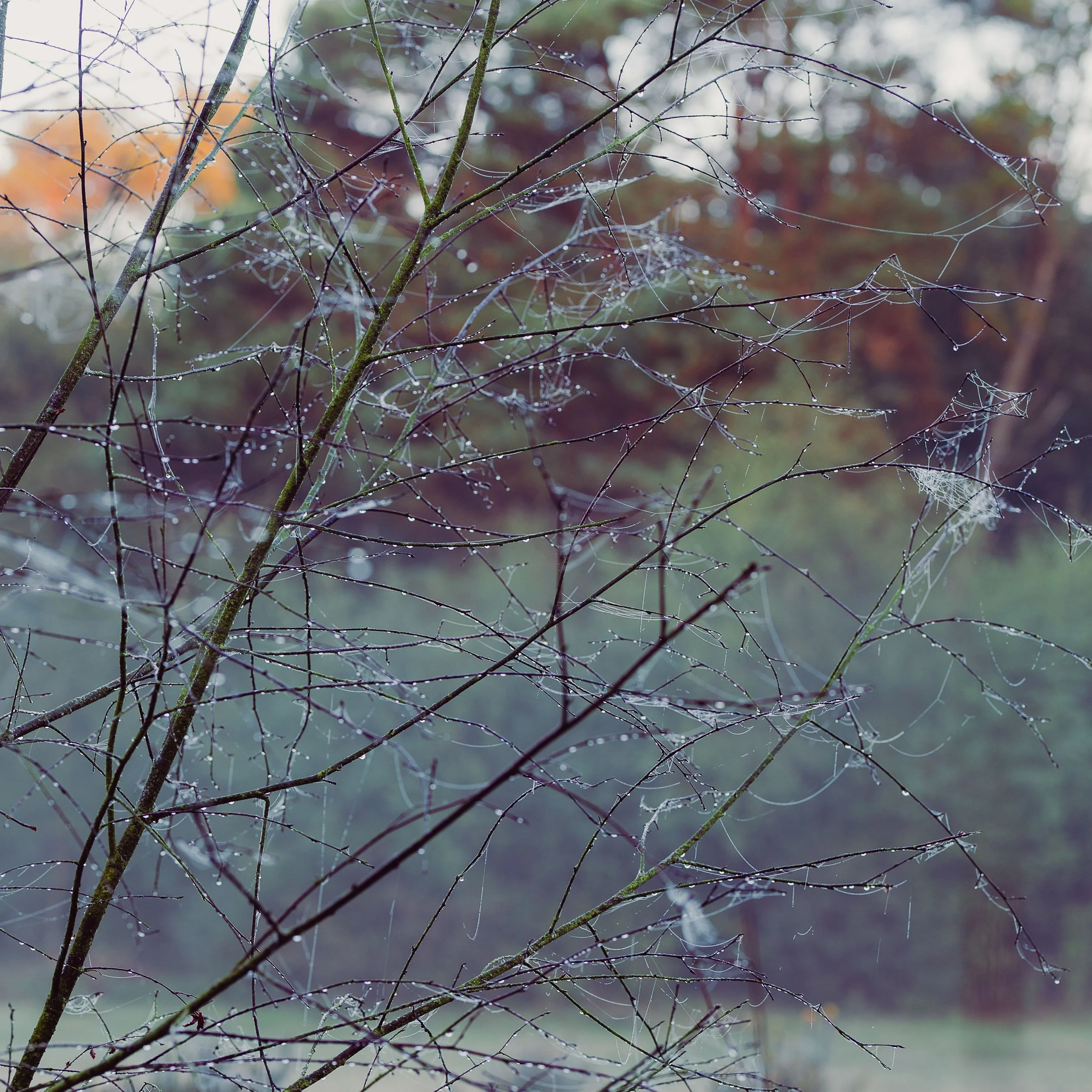 abstract and intimate landscapes.jpg