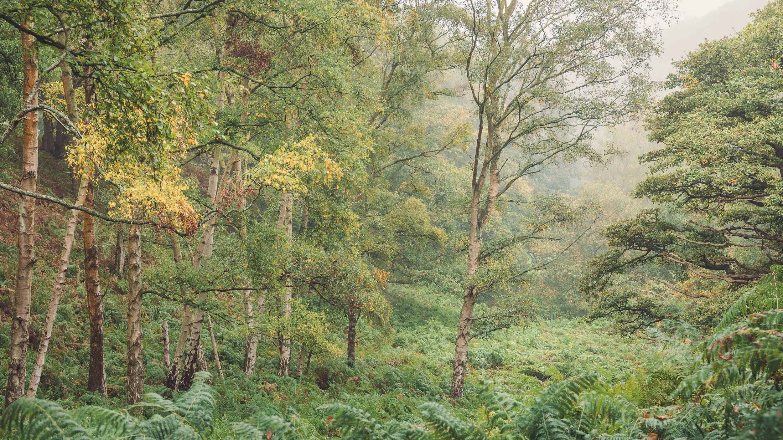 price hill early autumn.jpg