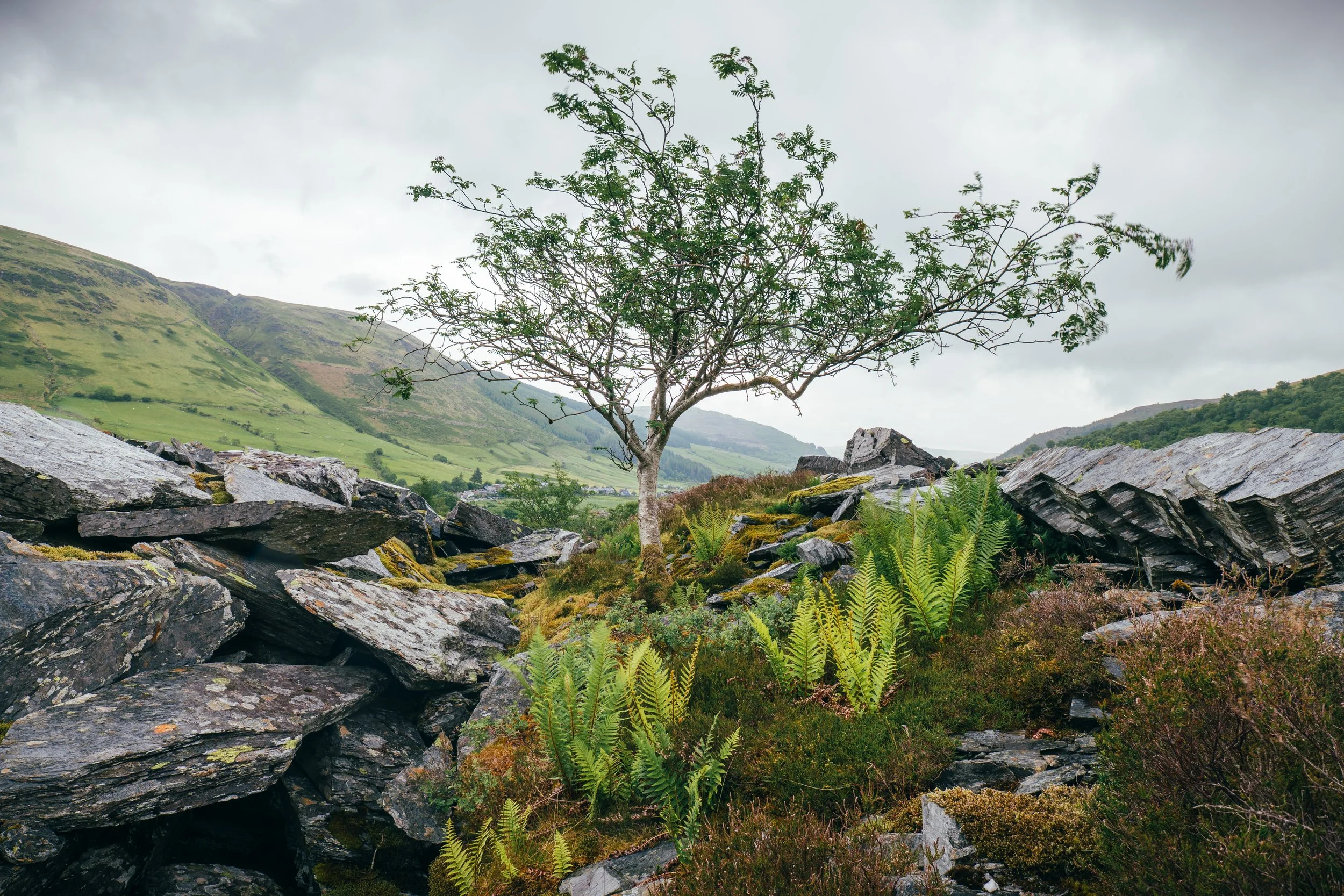Penmachno Lone Tree.jpg