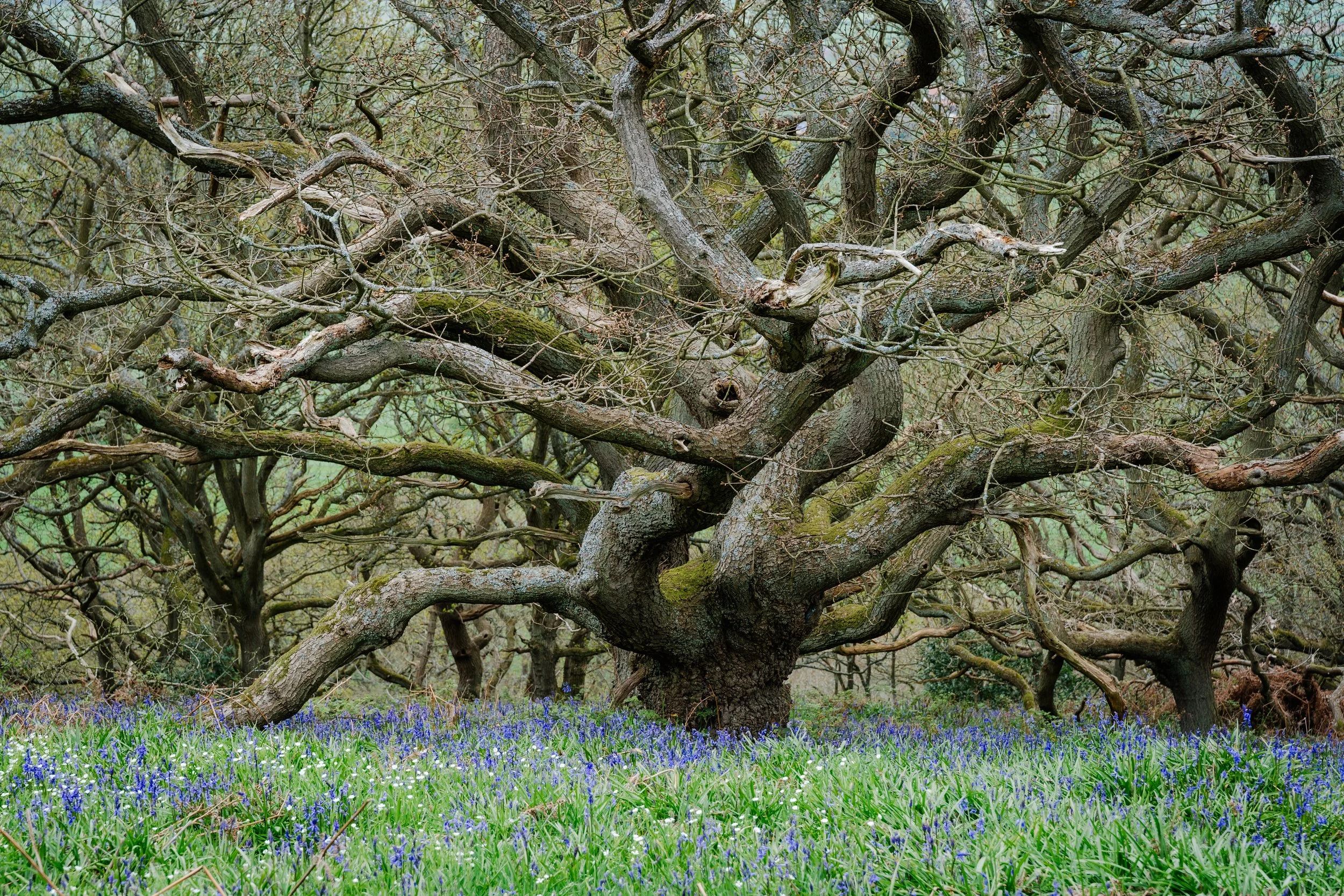 North Yorkshire Oak Bluebells.jpg