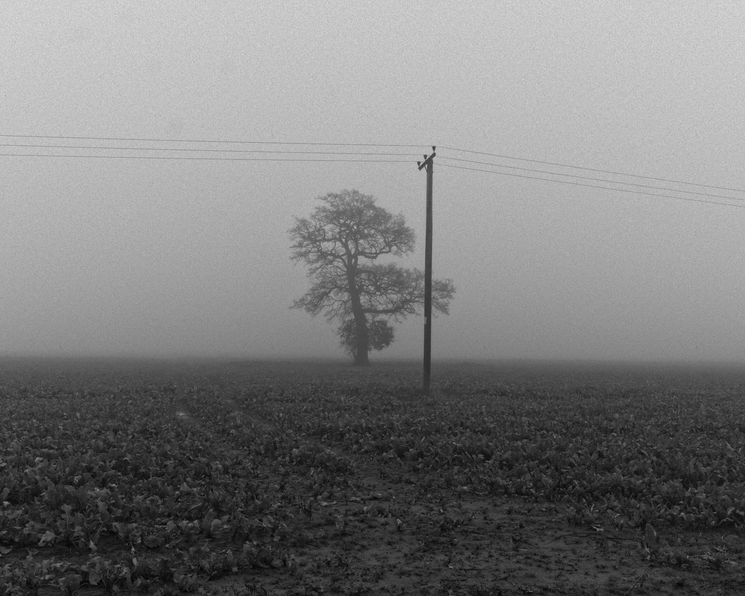 telegraph oak mist.jpg