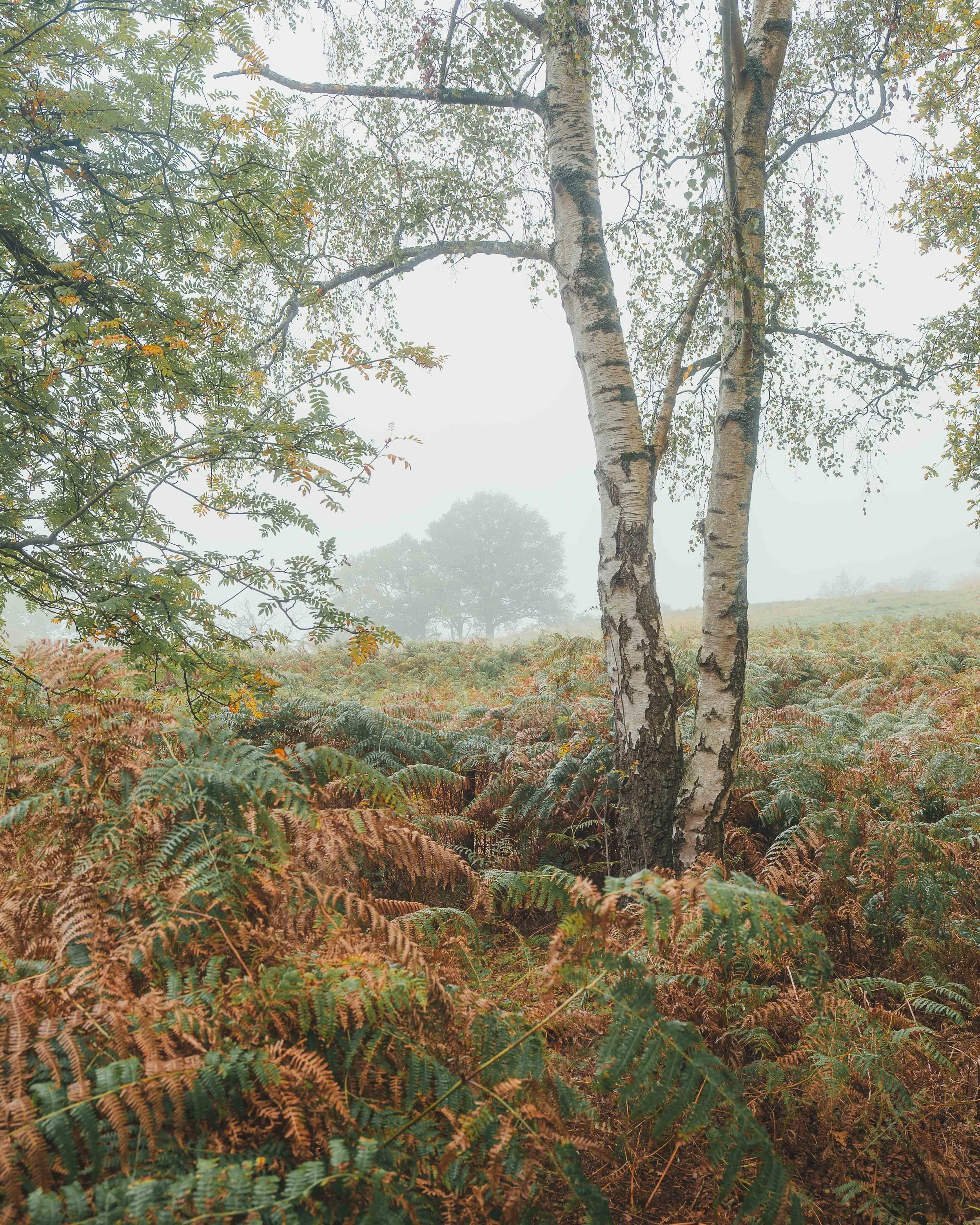 price hill early autumn birch.jpg