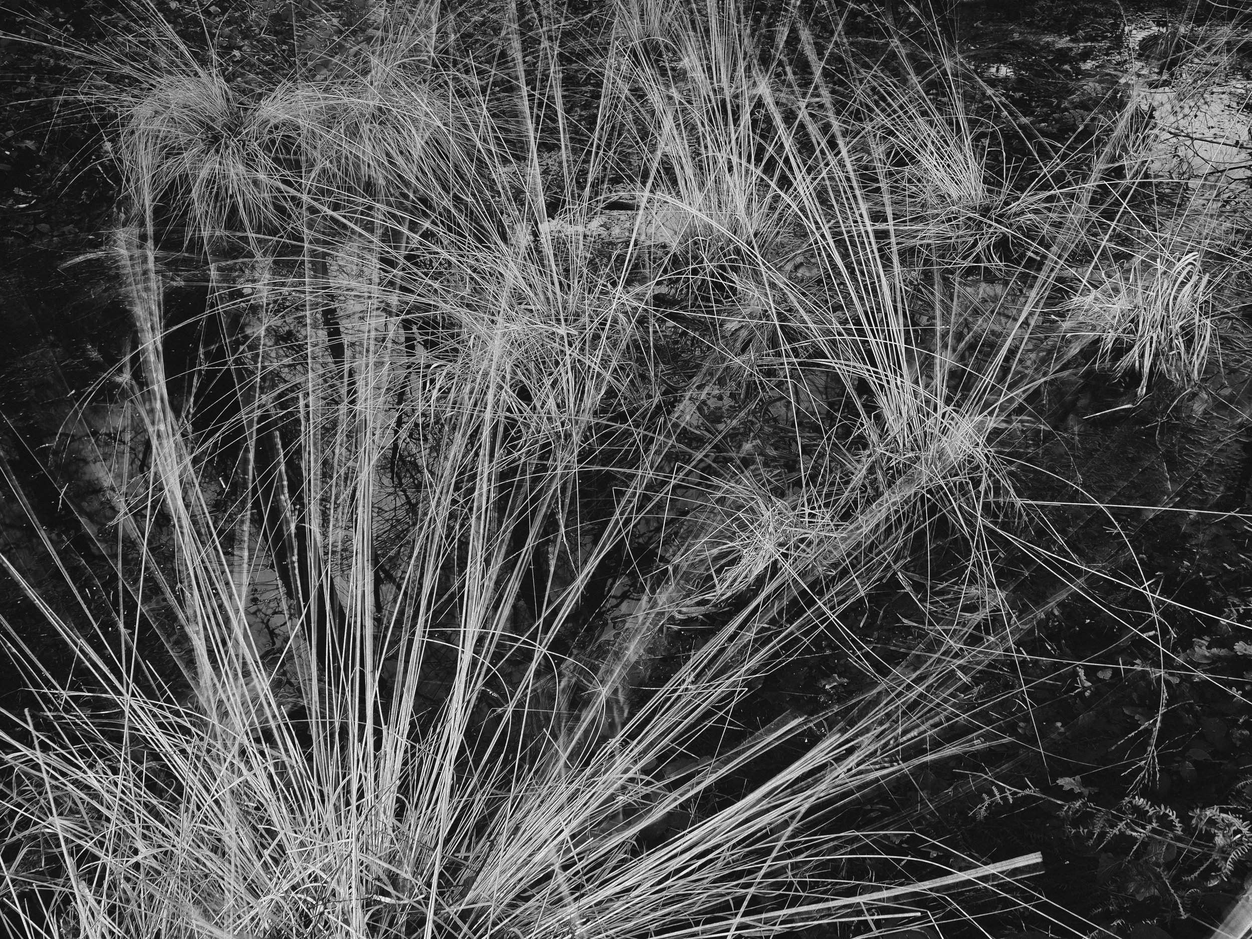 reeds.jpg