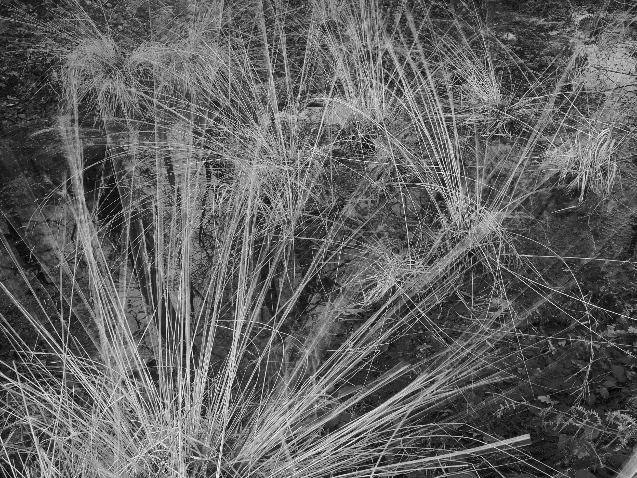 whixhall grasses.JPG