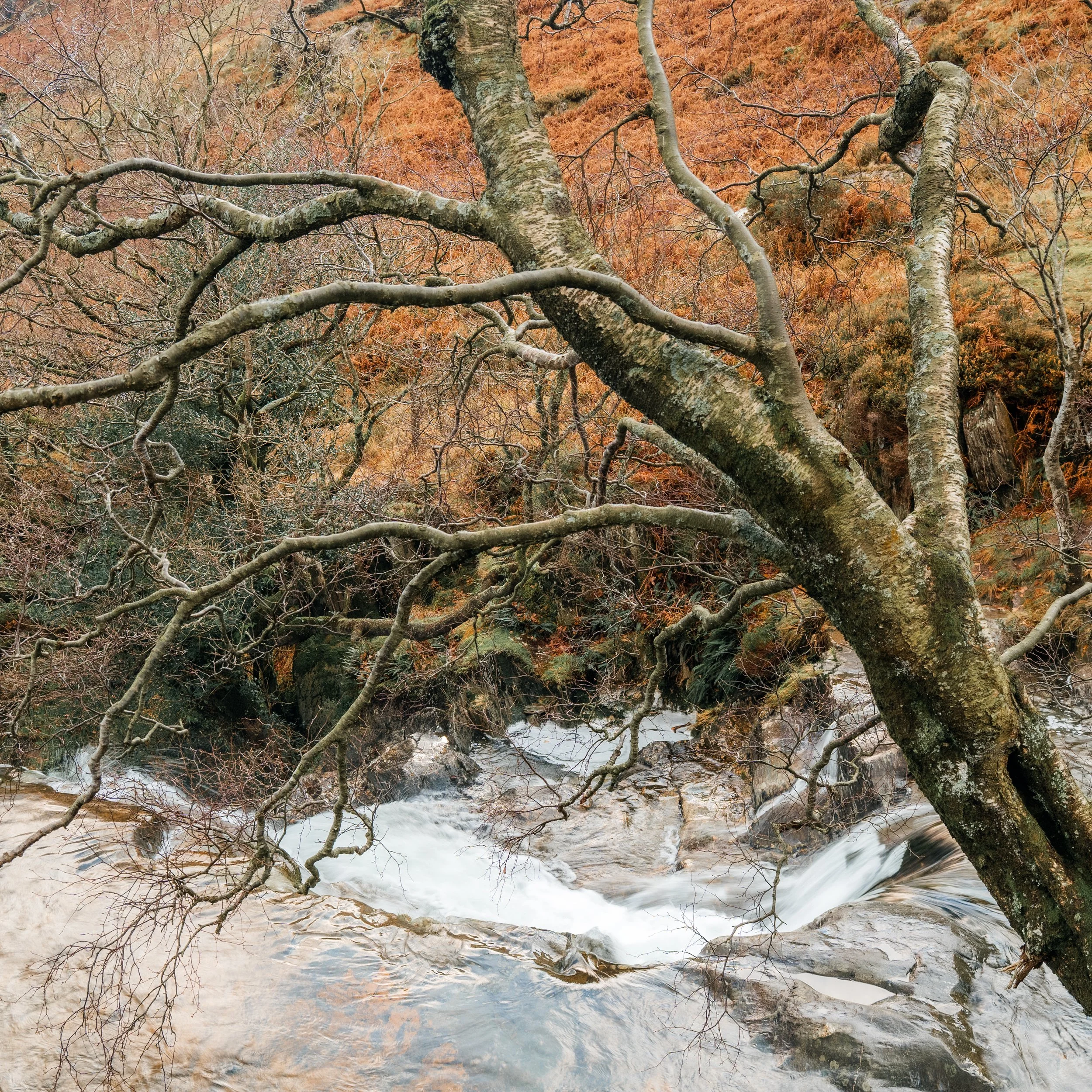 Eryri Watkin Path Tree Scene.jpg