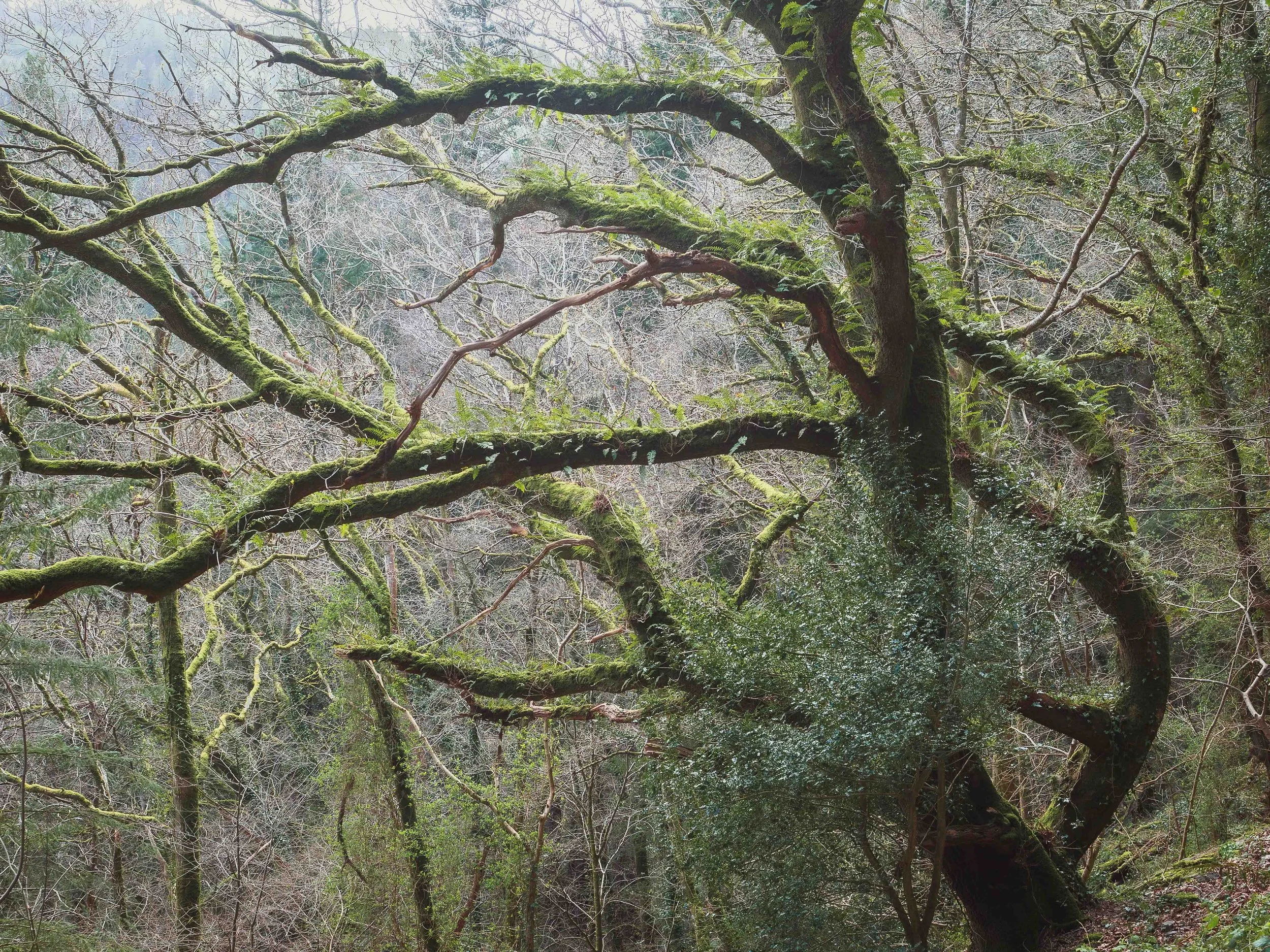 llyn y parc woodland.jpg
