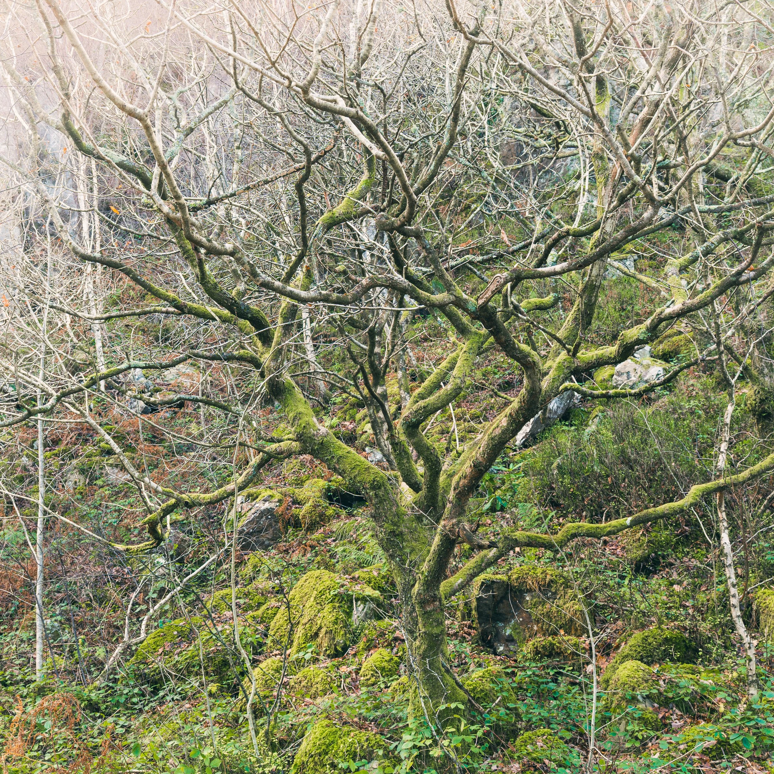 Llyn Dinas Lichen Tree.jpg
