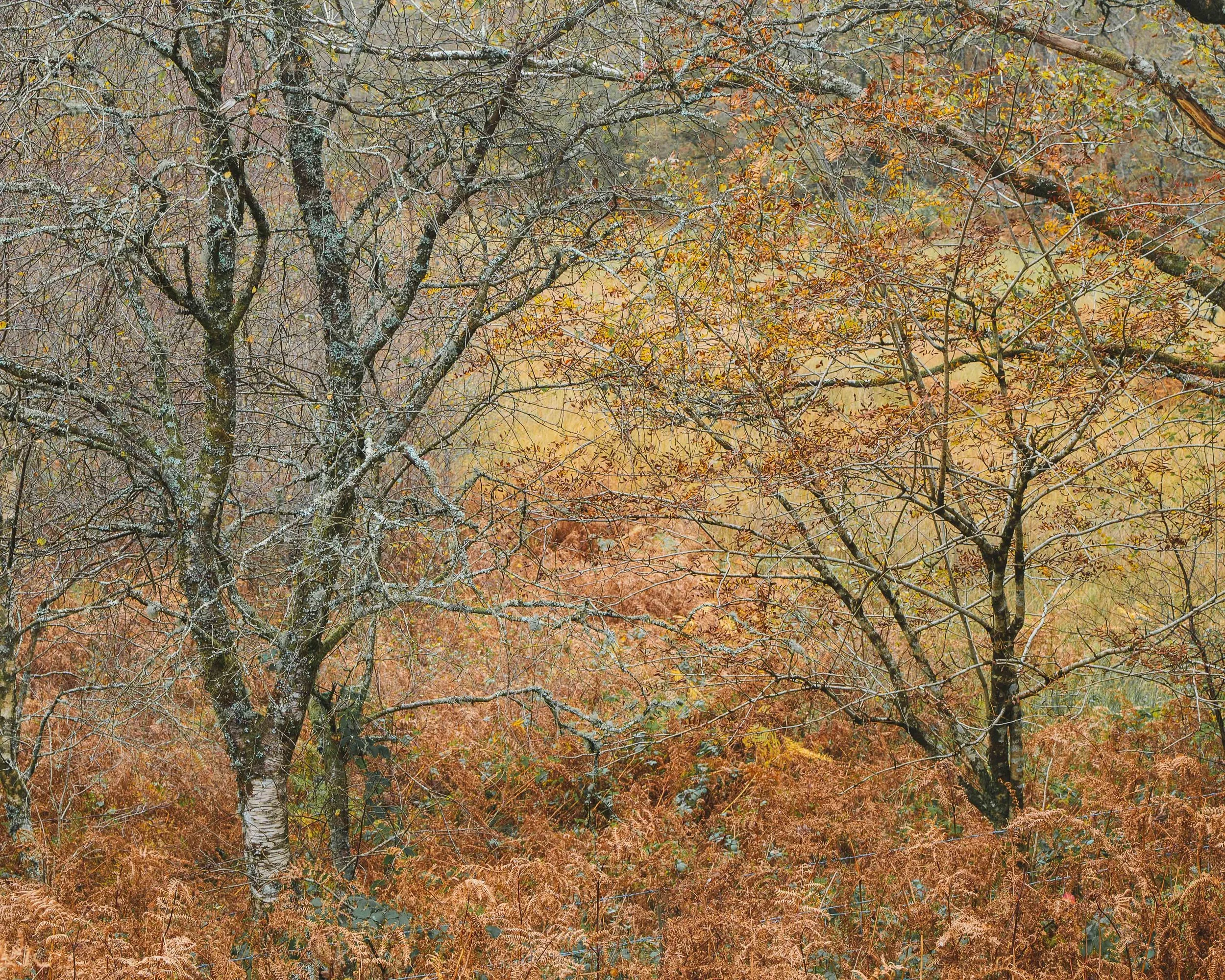 autumn texture.jpg