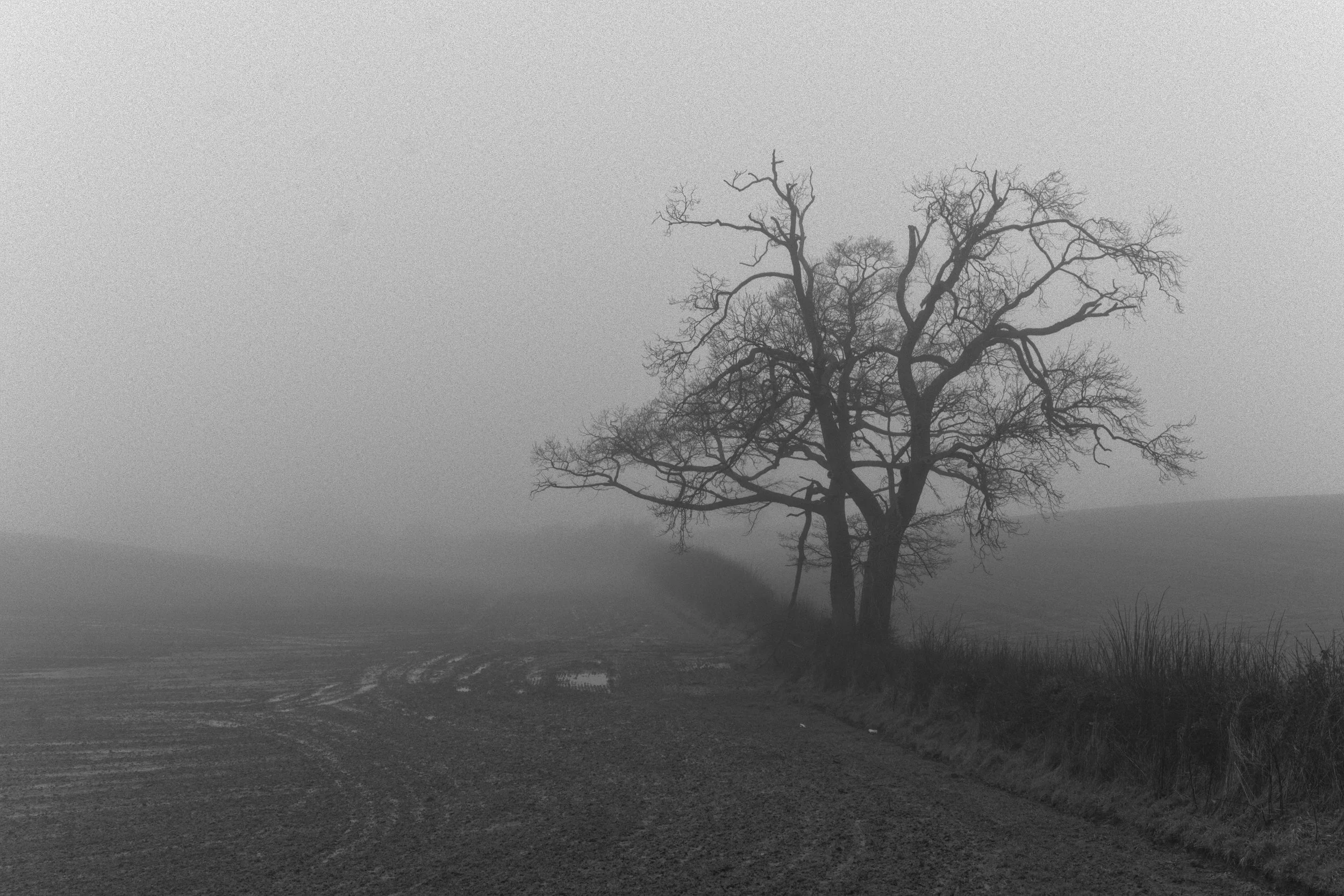 misty tree field.jpg