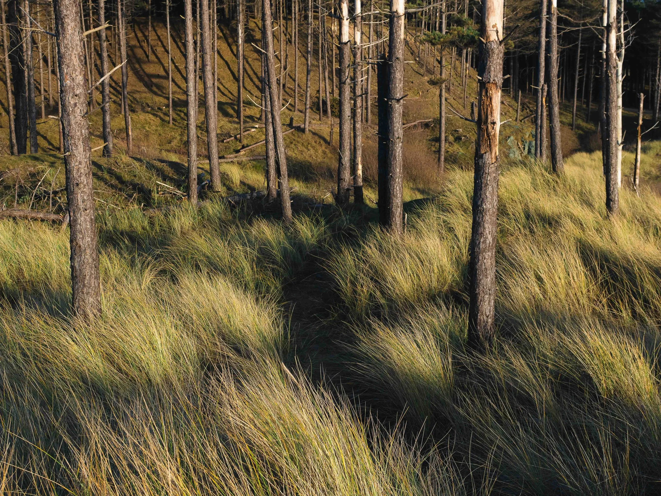 newborough pines.jpg