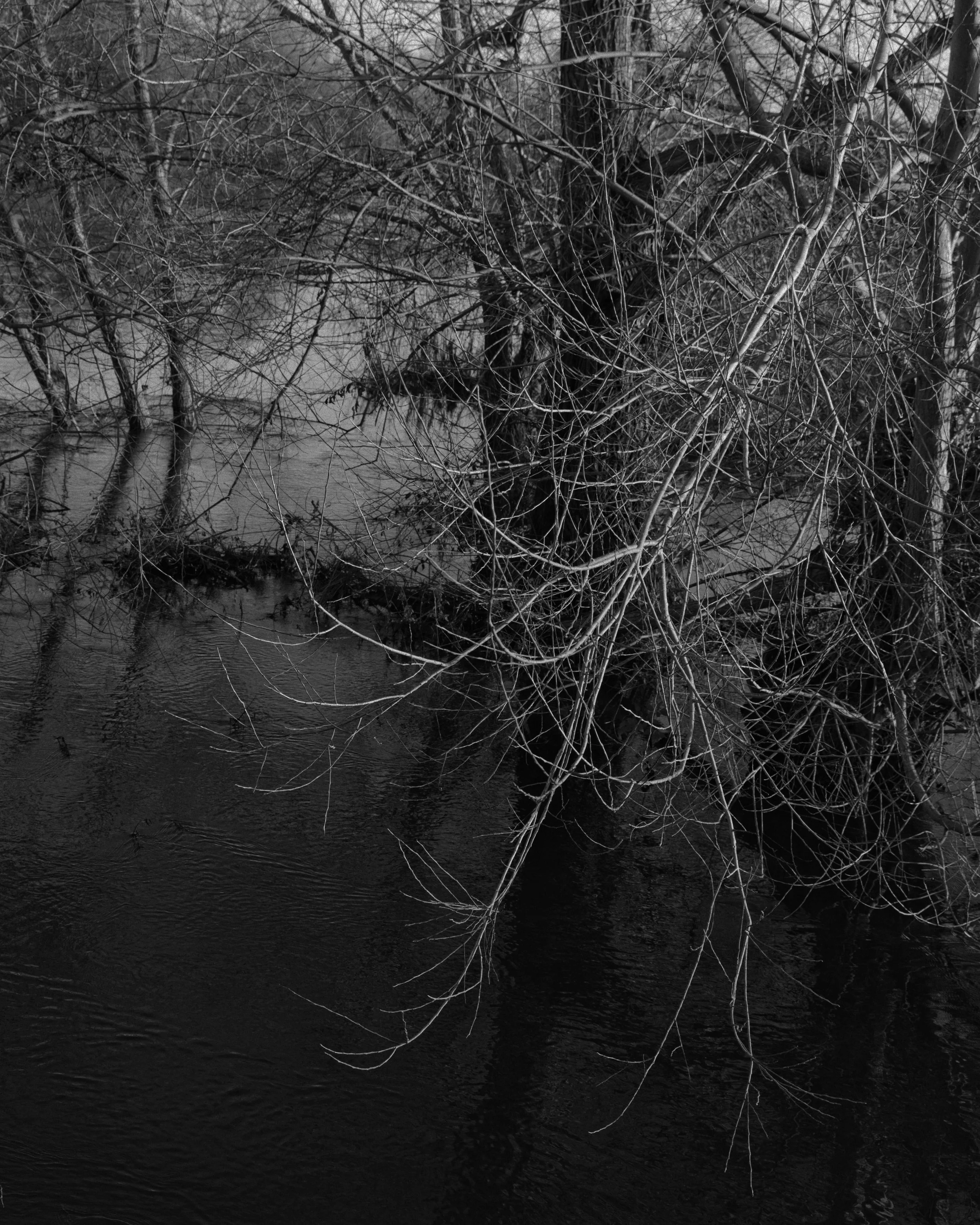 flood branches.jpg