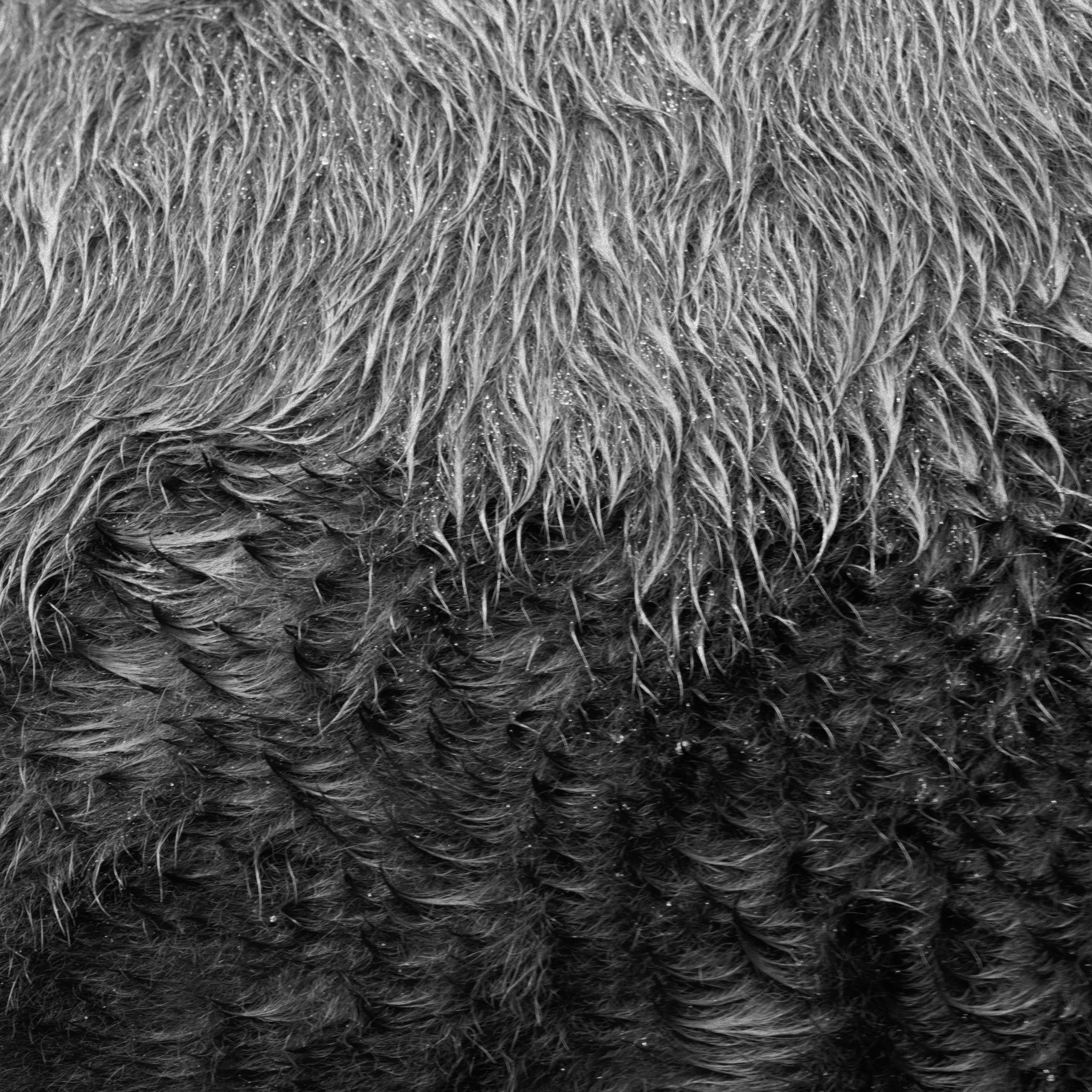 cow fur.jpg