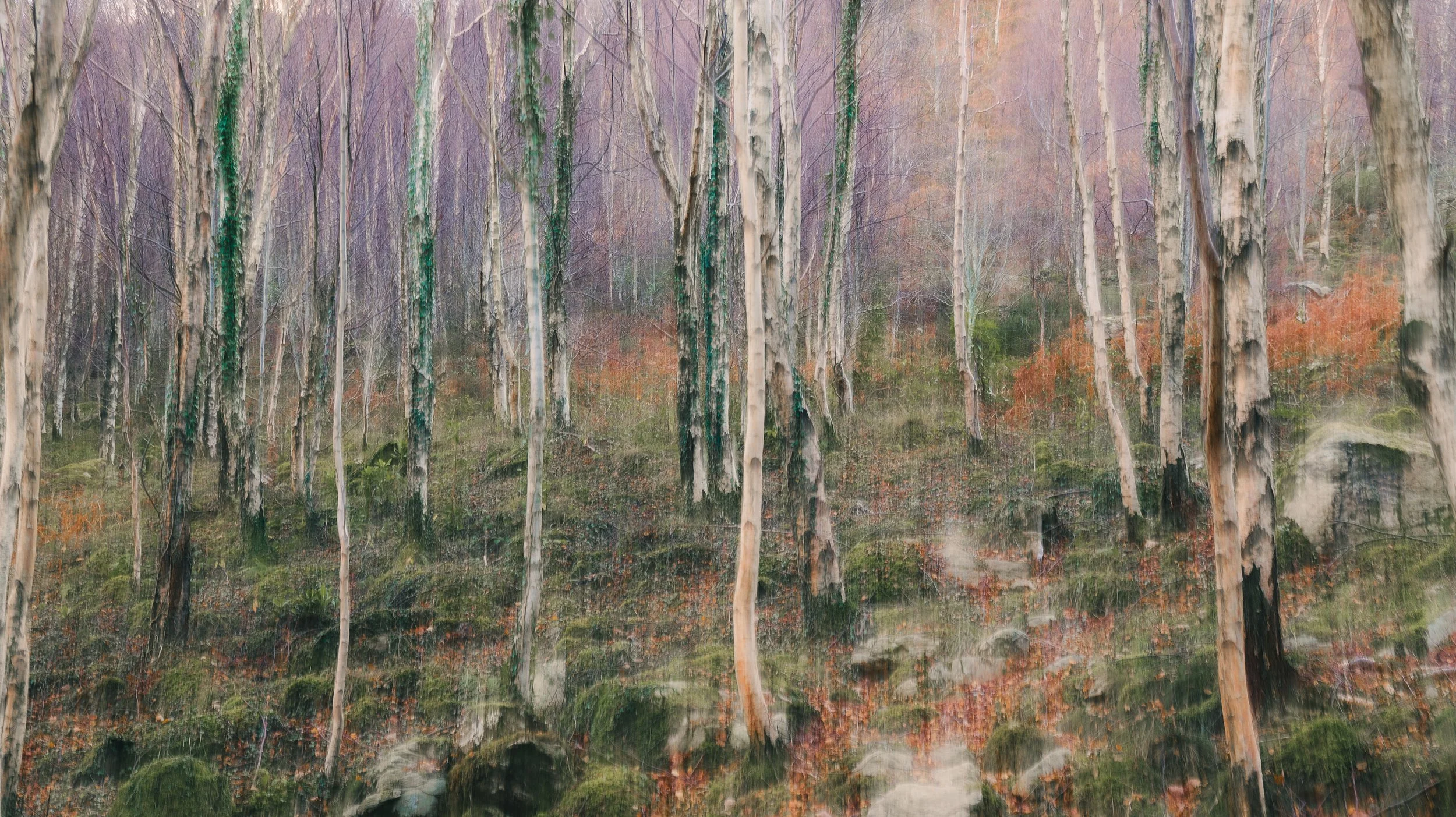 Winter Birches Eryri.jpg