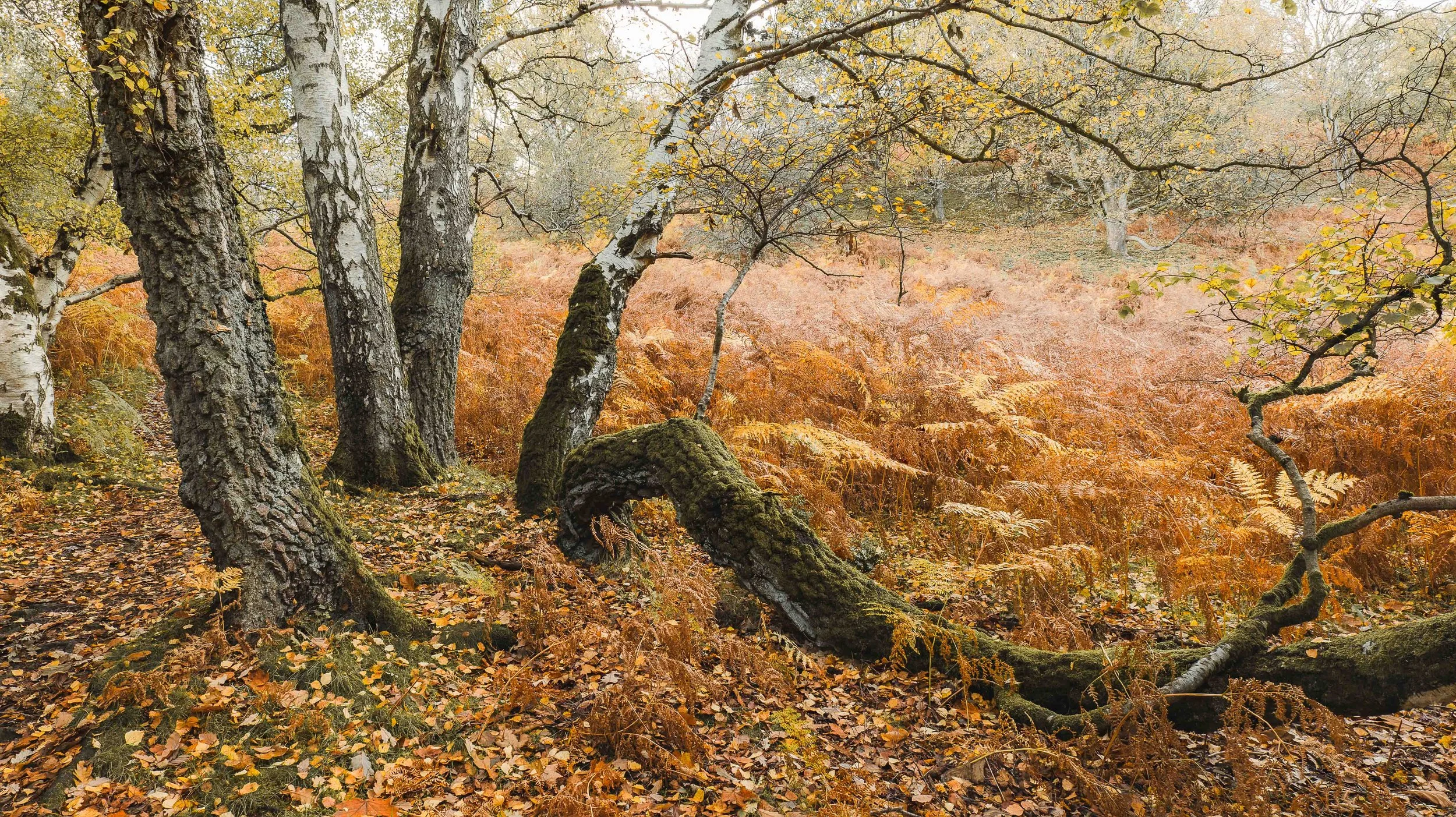 autumn birches-2.jpg