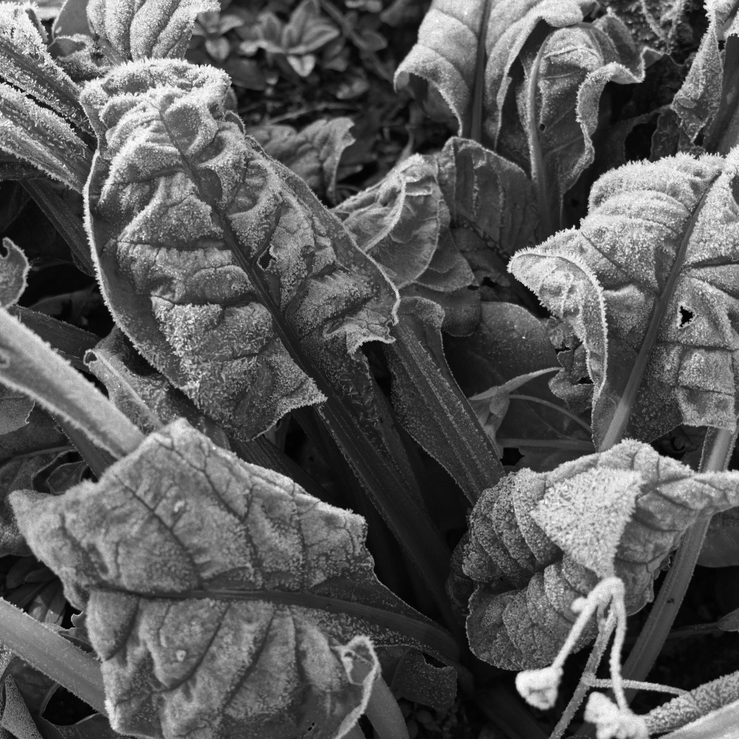 frozen garden.jpg