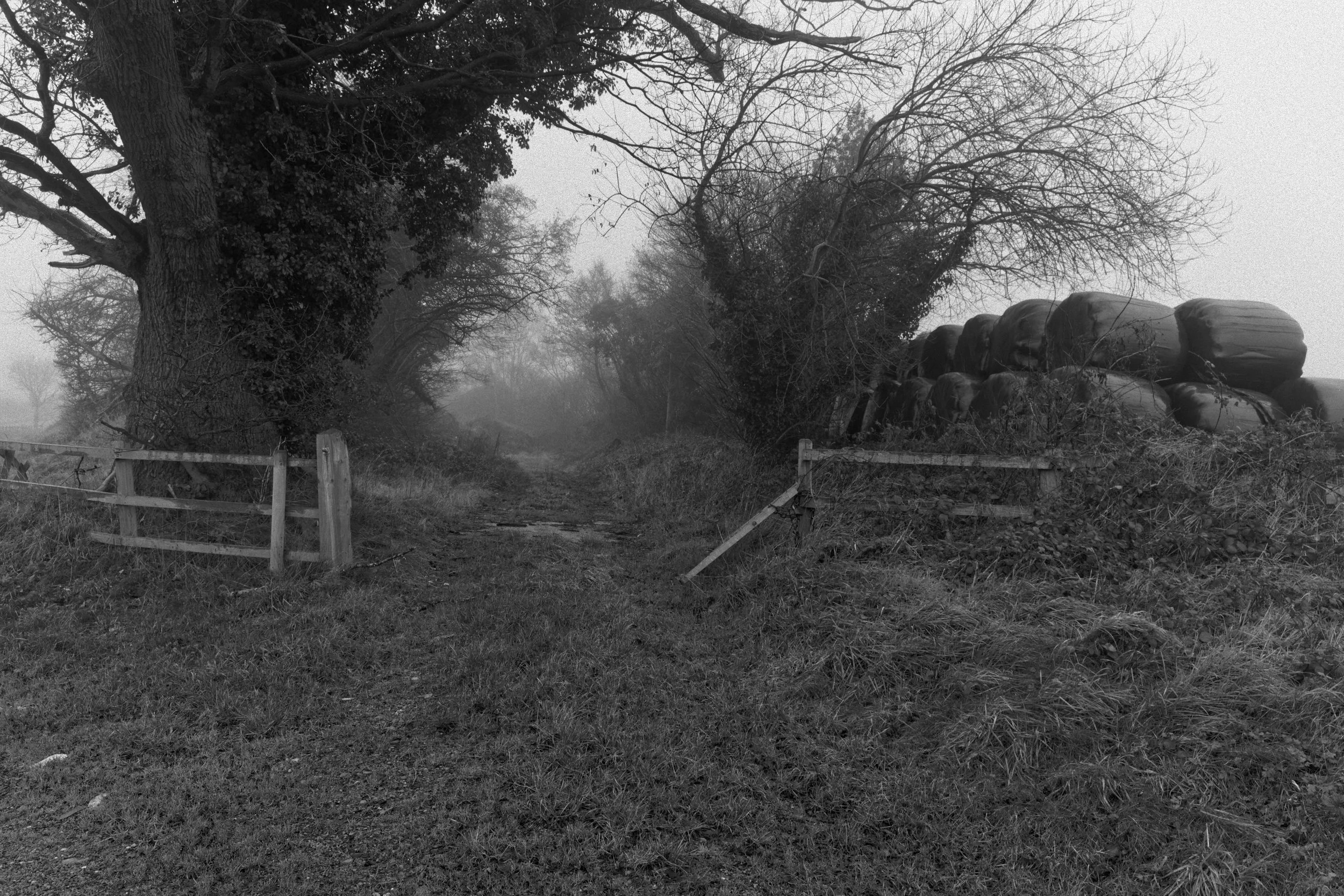 misty path with bales.jpg