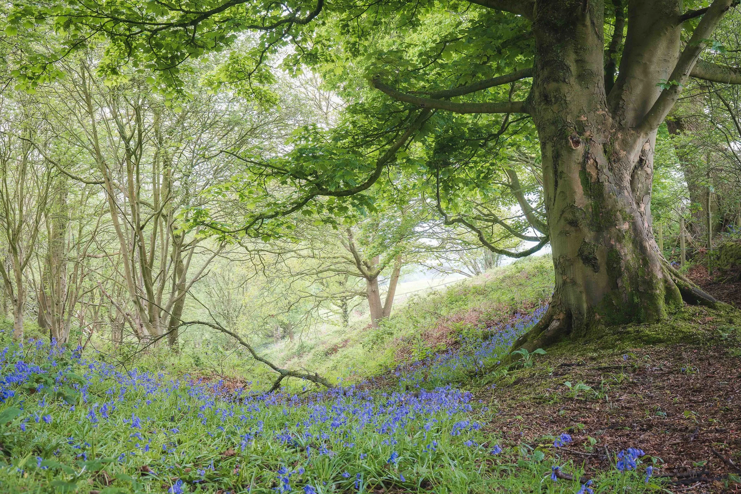 bluebells.jpg