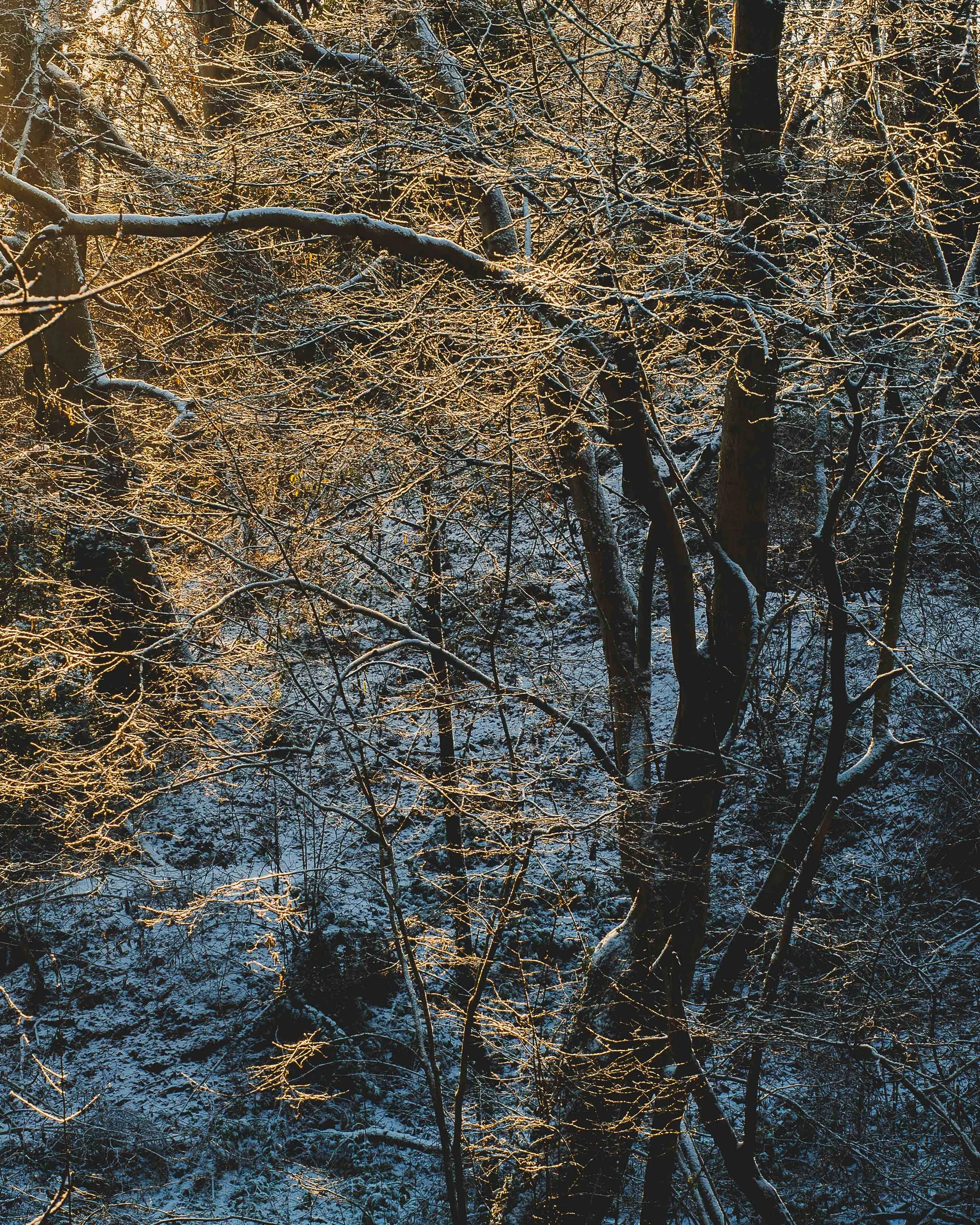 winter light.jpg