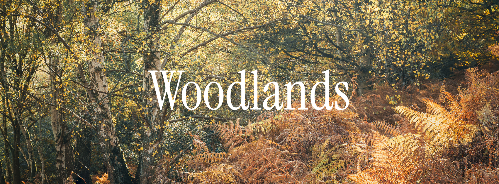 woodland gallery image.png