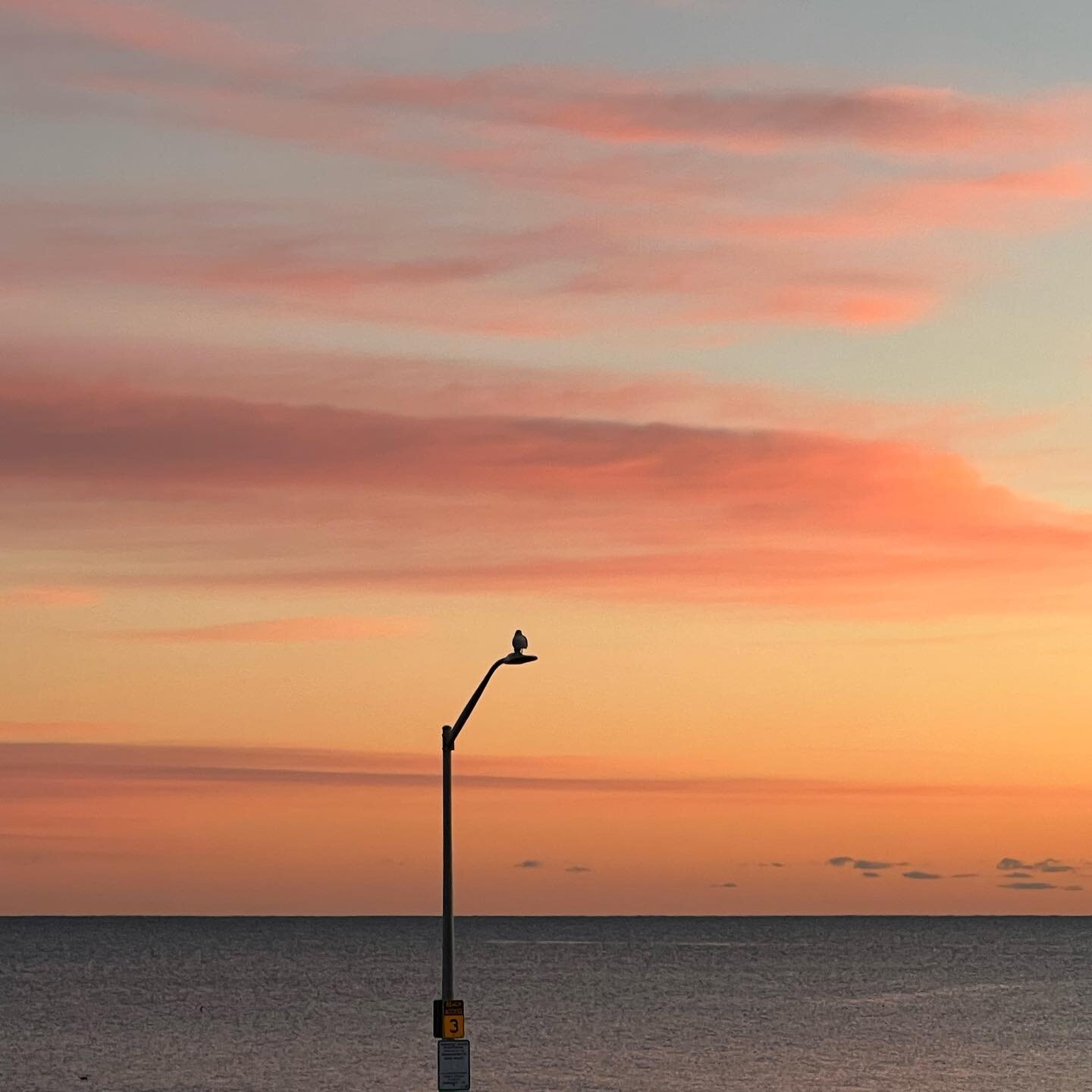 Hull on a light post at sunrise. ☺️

#seagull #ocean #sunrise