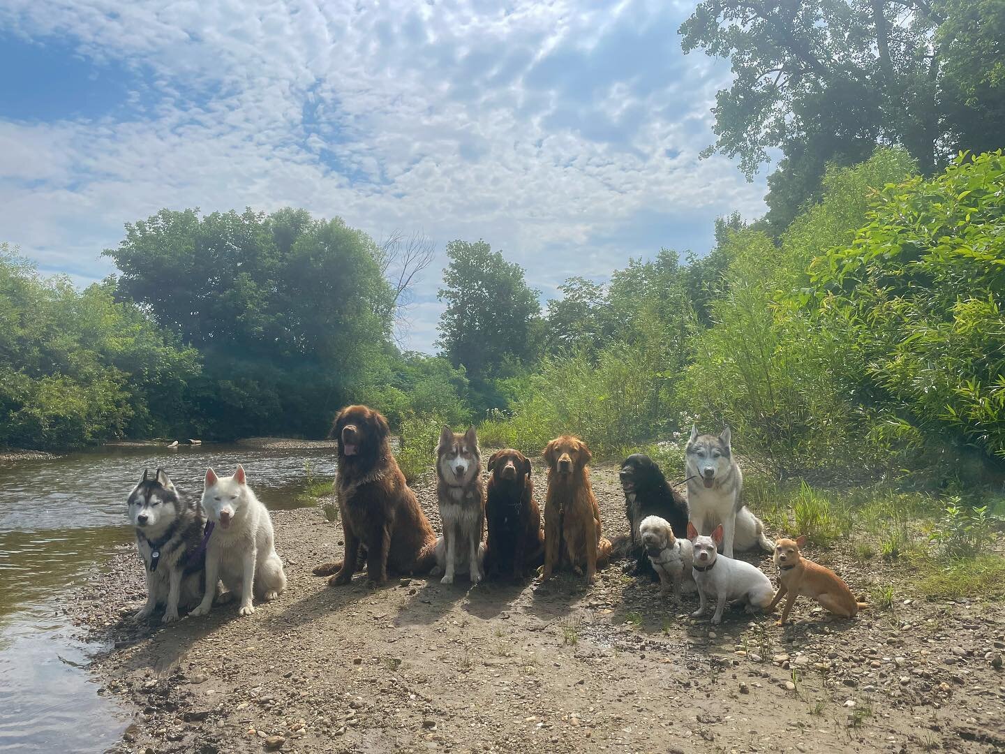 🤩 It&rsquo;s our baby Titan&rsquo;s first sit-stay without assistance! Ugh, so proud of this sweet boy- he just makes constant progress, which means that I get constant fuzzy feelings. 
.
I don&rsquo;t usually allow puppies to join my packs, mostly 