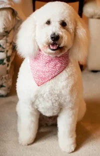 The Languages of Love