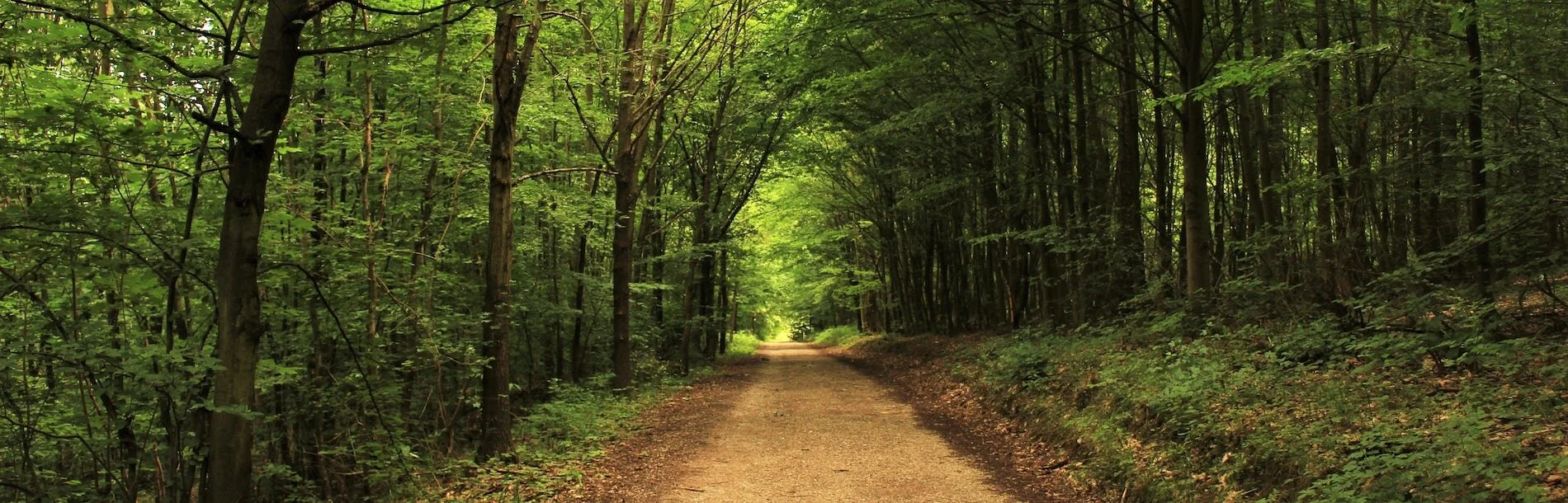 Dirt road surrounded by green forest-min.jpg