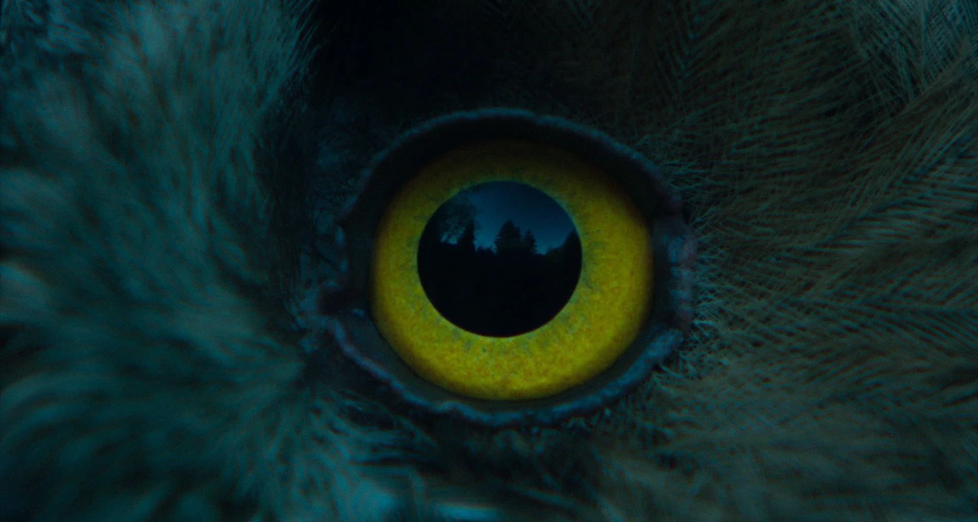 BUBO BUBO