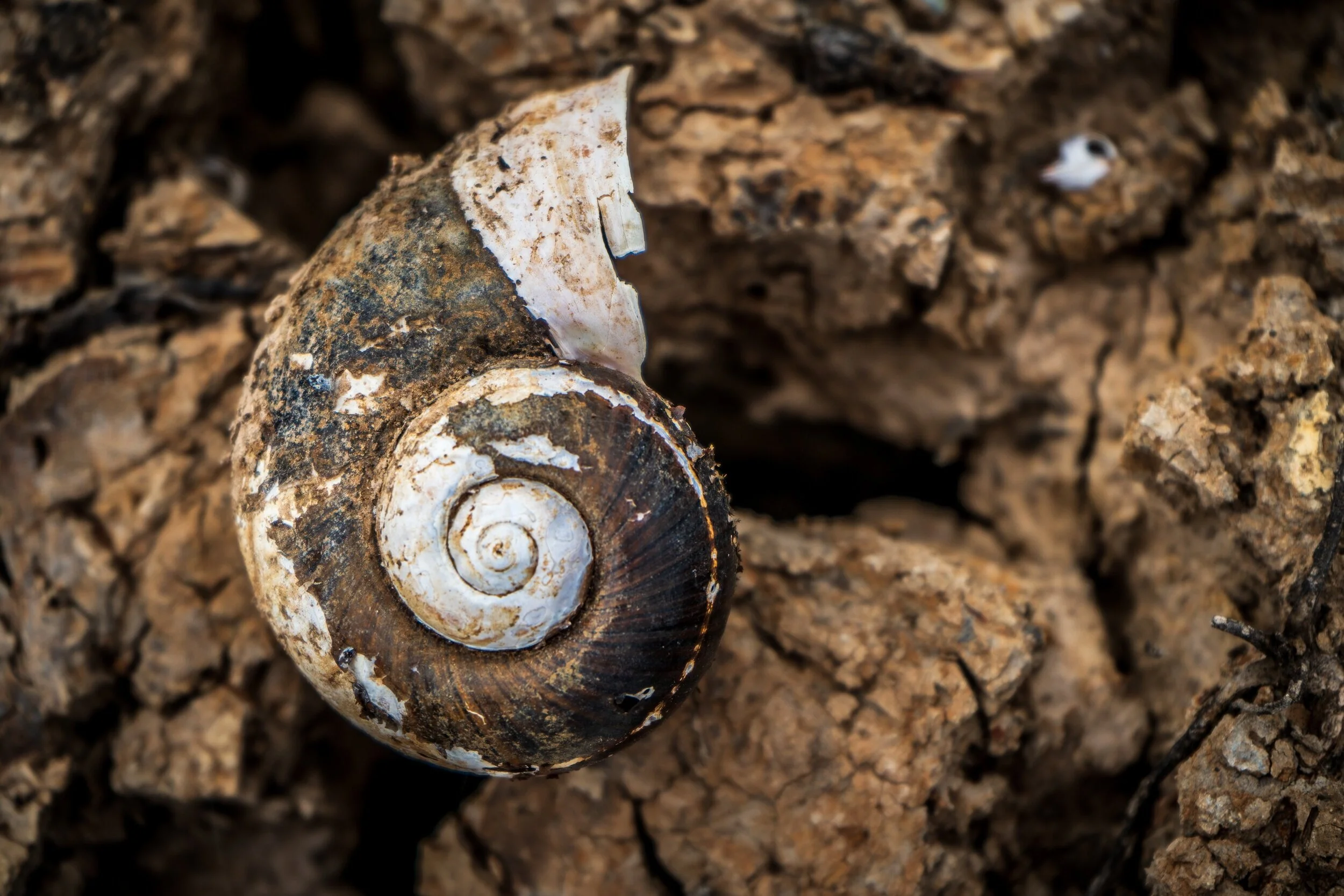 desert+shell+pic.jpg