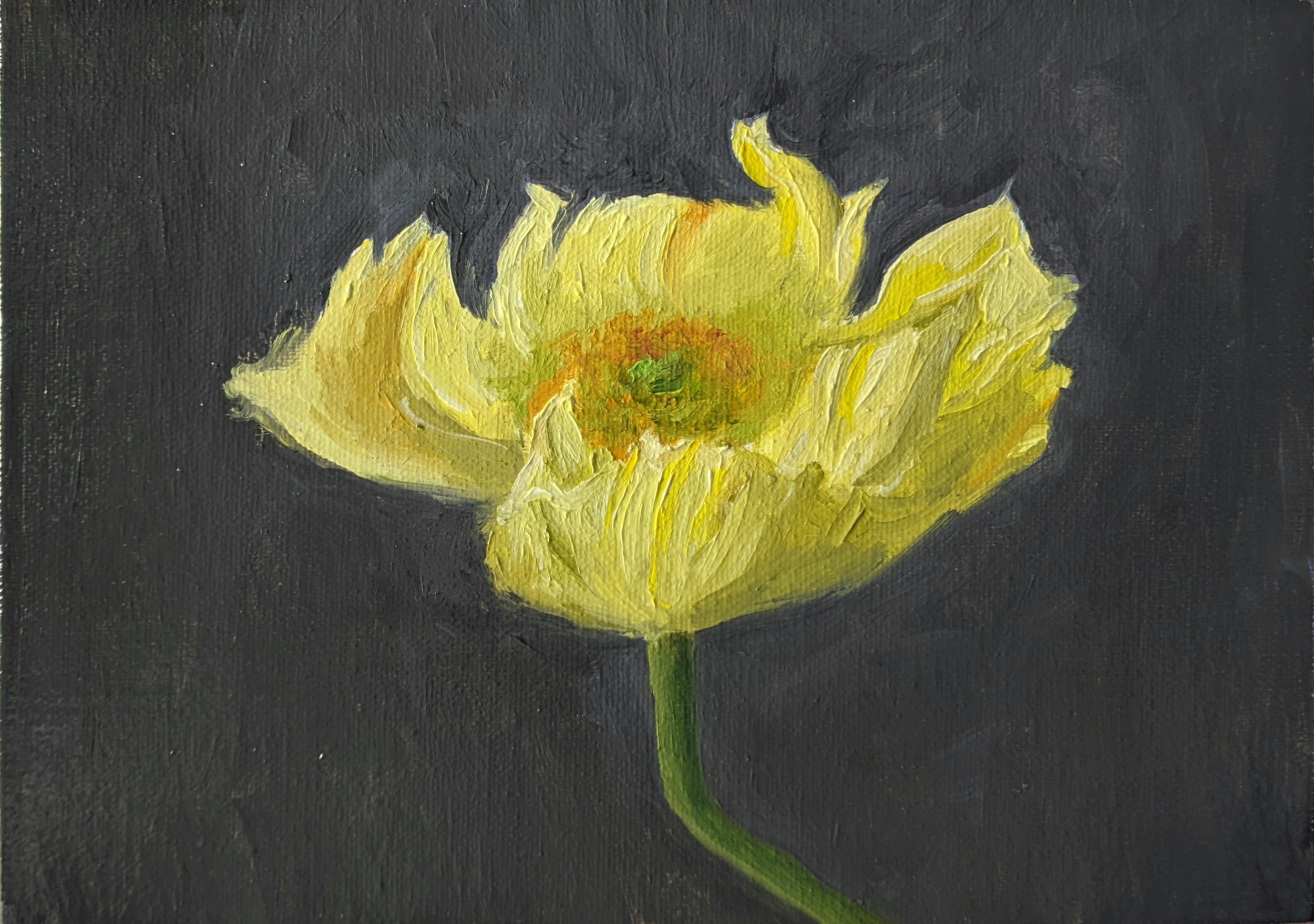 Yellow Poppy,
Oil on Panel,
5'' x 7''
2022. Available