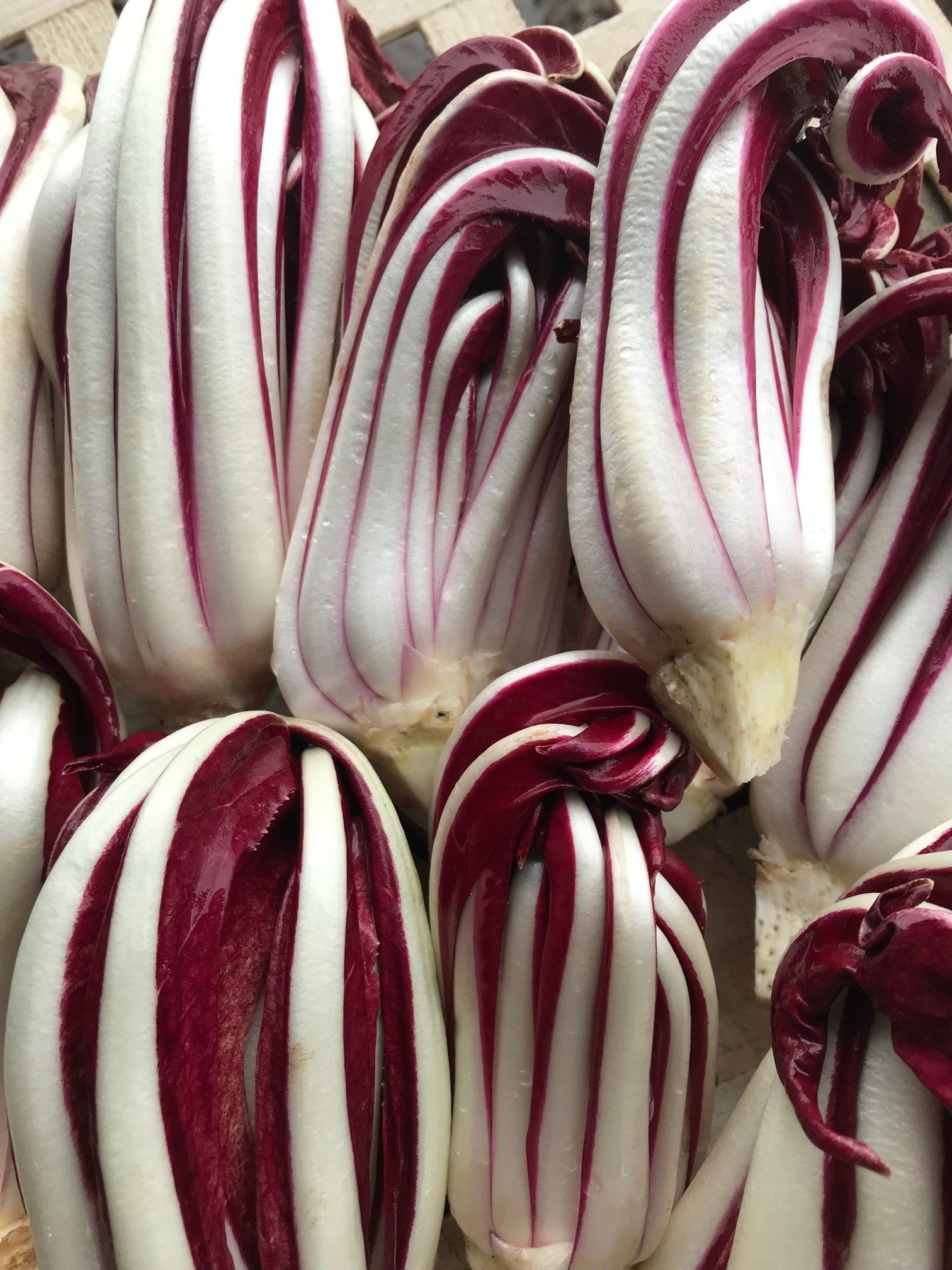 radicchio.jpg
