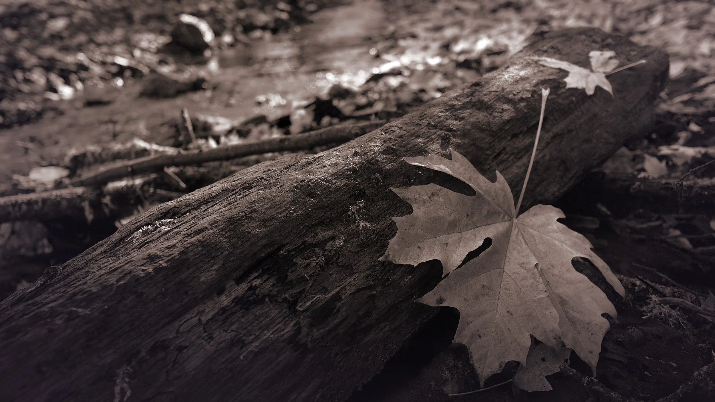 Neil's Big Leaf Maple Syrup