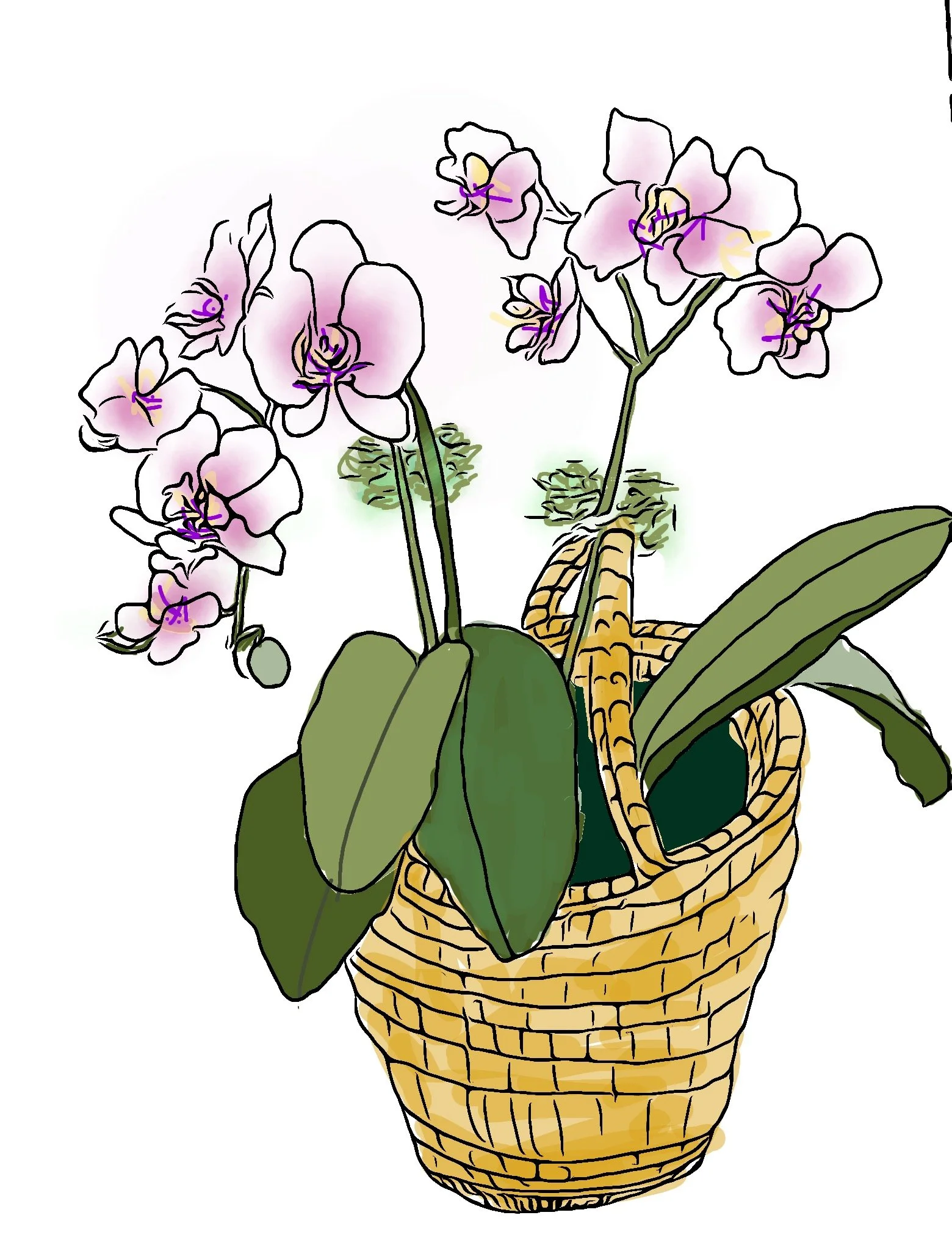 "Pink Birthday Orchids," 2025 (Digital Art: ink drawing, digitized, color added) Available as print, card or poster--size optional.