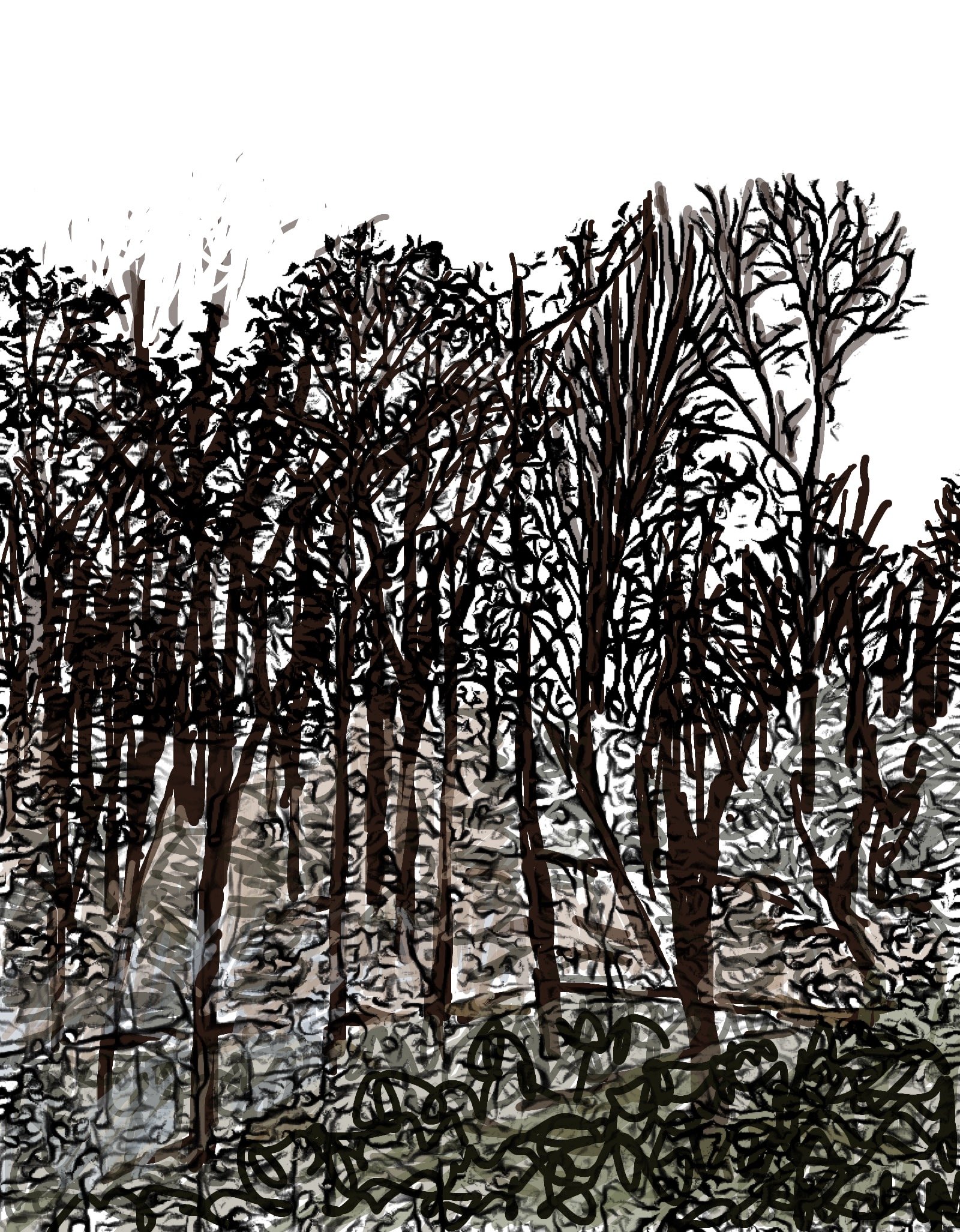 "Rock Creek Park, 1, (black & white)" 2024 (Digital Art: photograph digitized) Available as print, card or poster--size optional.