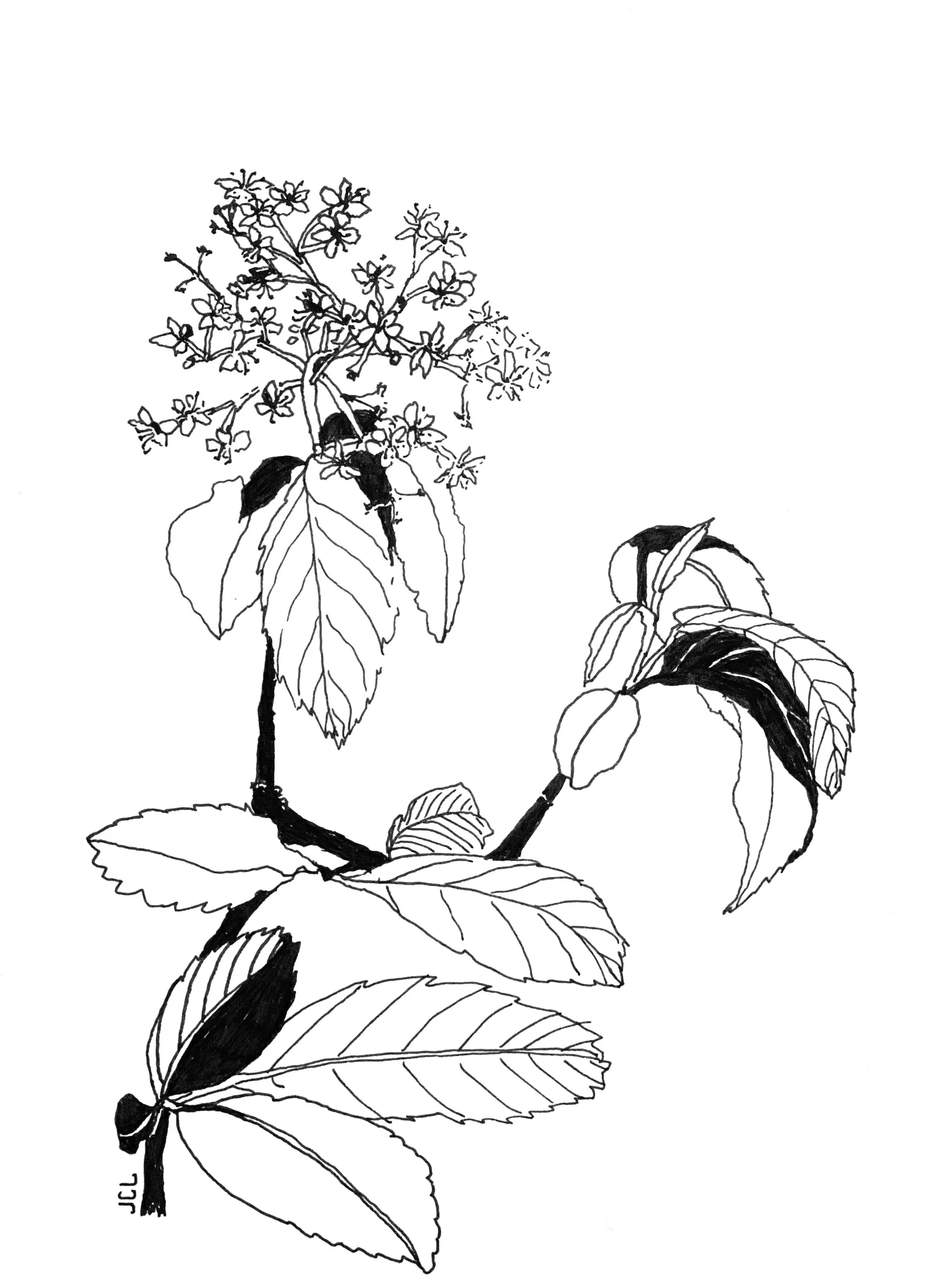 "Garden Sketch," 2015 (Ink drawing on paper). 