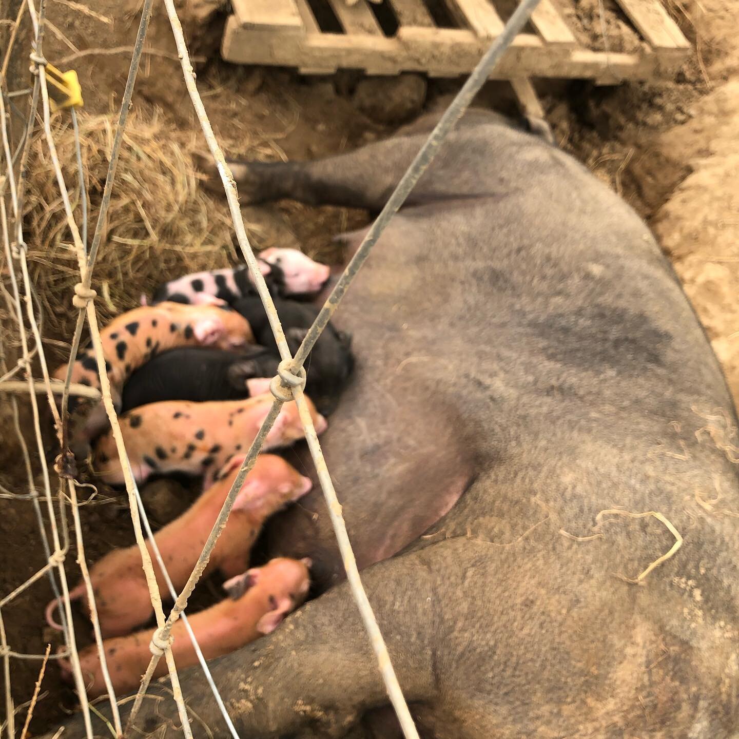 Pachamama Farm Crate Free Sows Farrow in communal paddocks.
Raised with a care for the Animals #organicmeat @pachamamafarm_farmstaybnbs