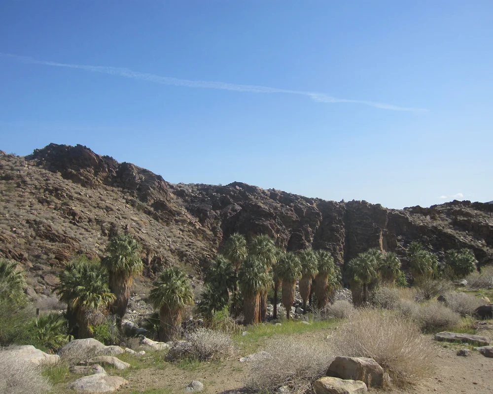 SIGHTS - Palm Canyon