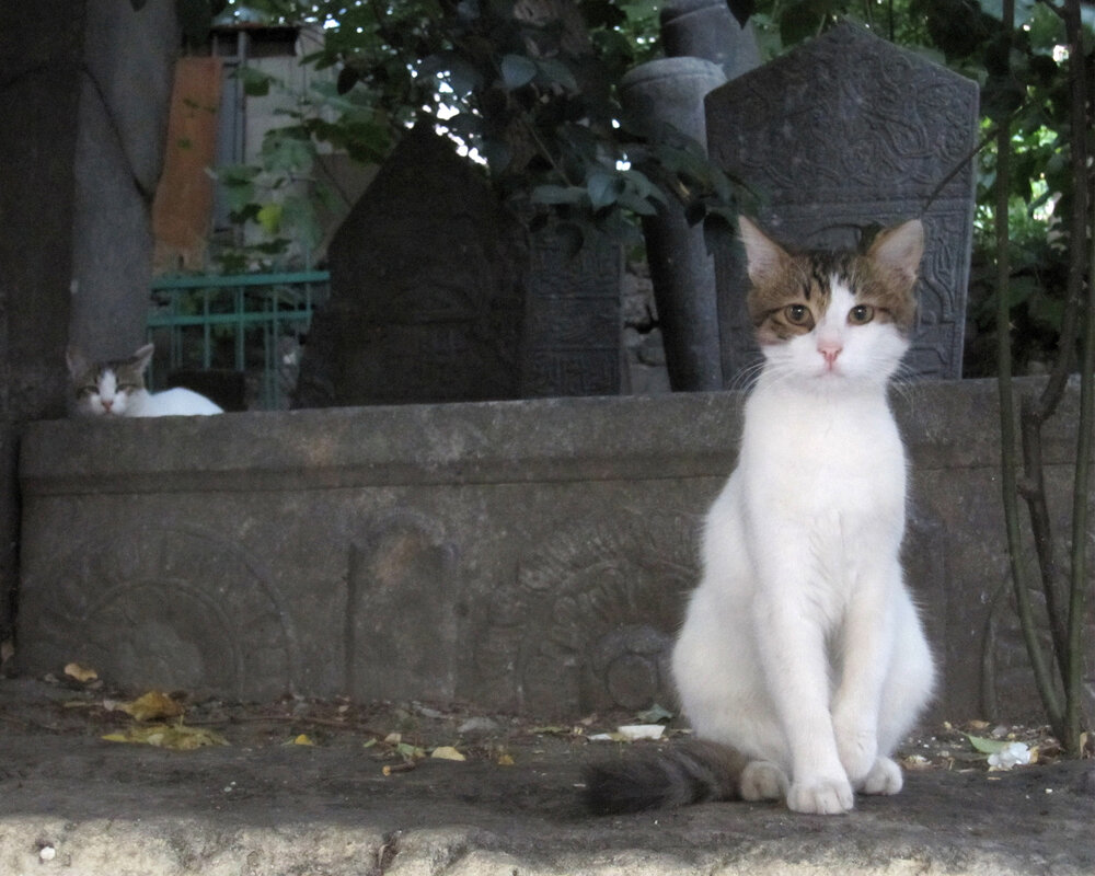SIGHTS - Two of the thousands of stray cats around Istanbul