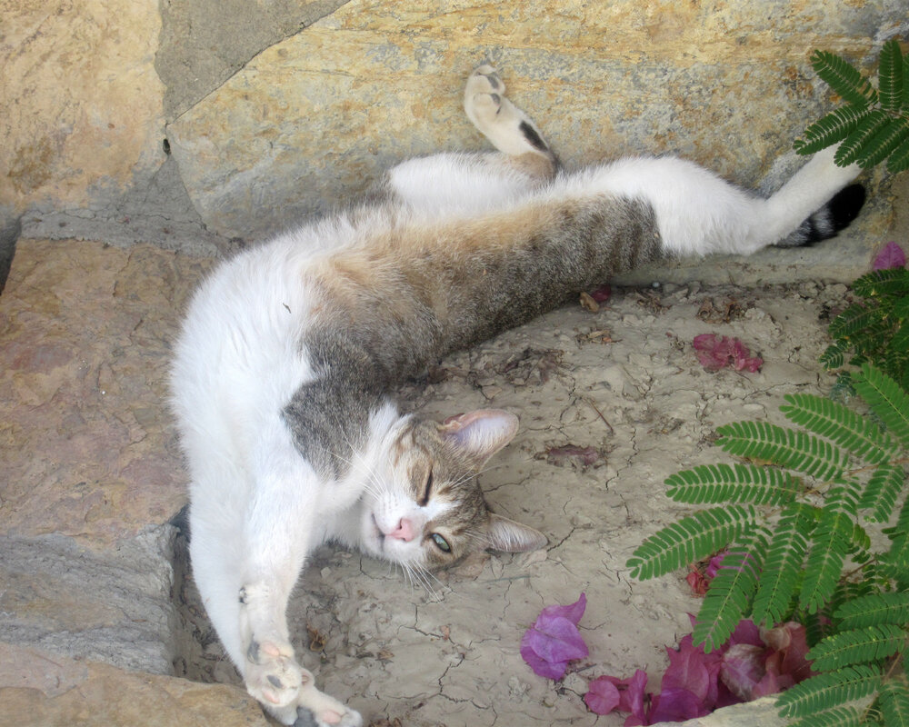 HOTEL - one of the many friendly cats in residence 