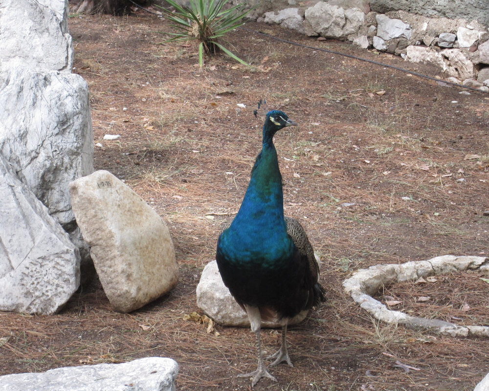 SIGHTS - Peacocks on the grounds of Bodrum Castle